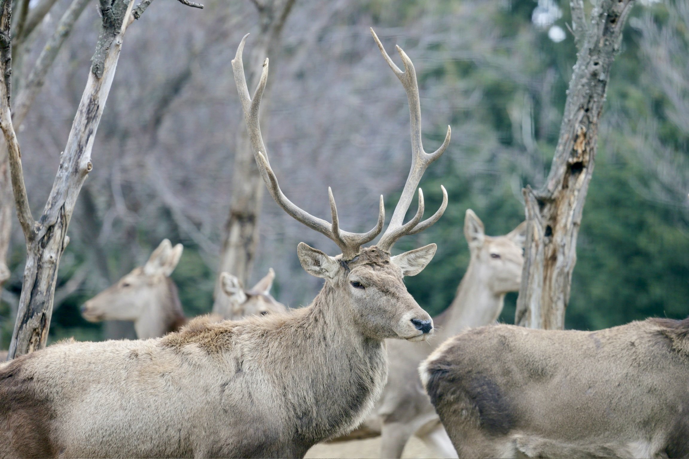 A group of Caspian Red deer, including a large stag with prominent antlers, standing among leafless trees in a wooded area.