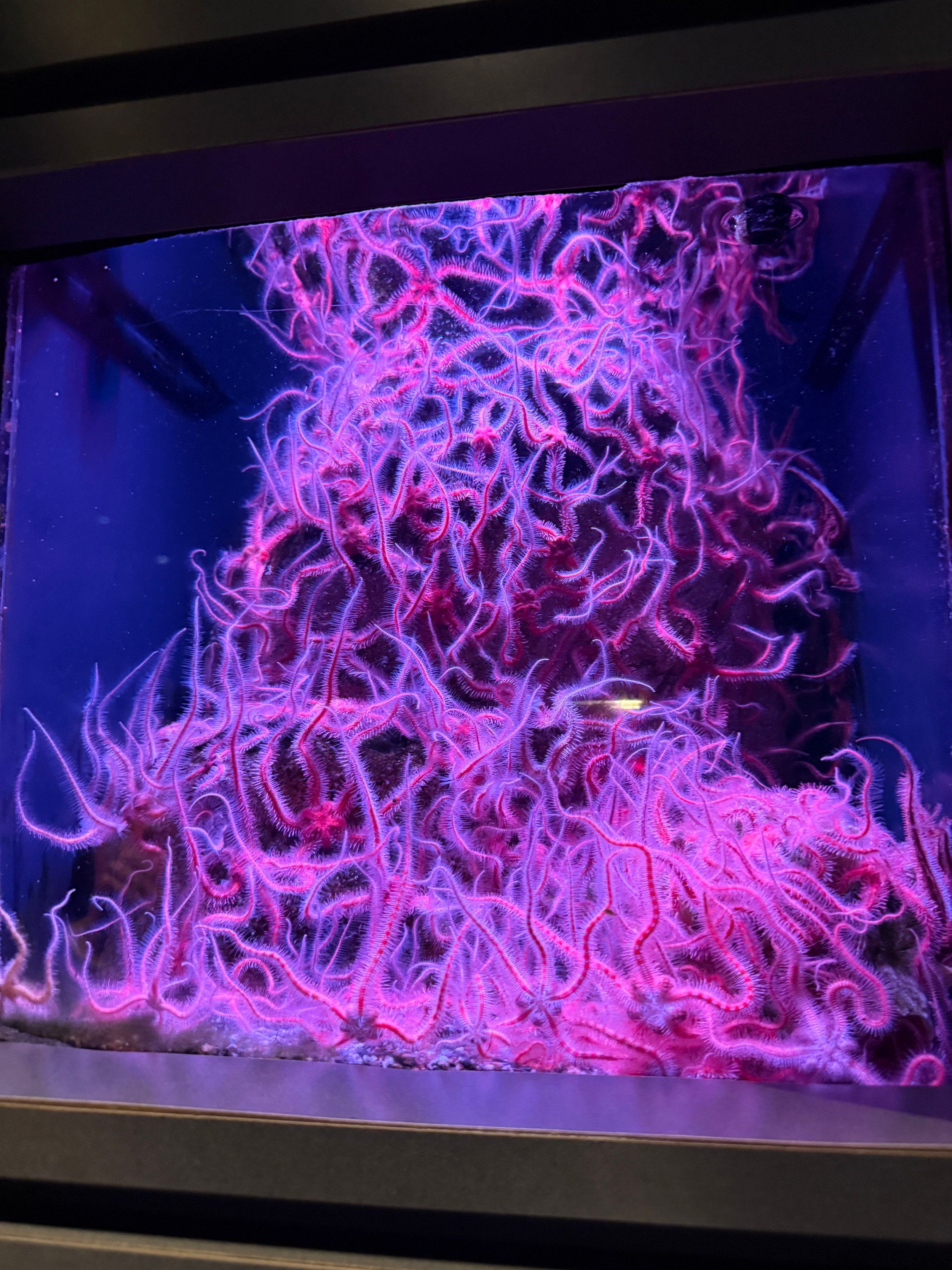 Colorful display of pink and purple wire-like coral inside an aquarium with dark blue background.
