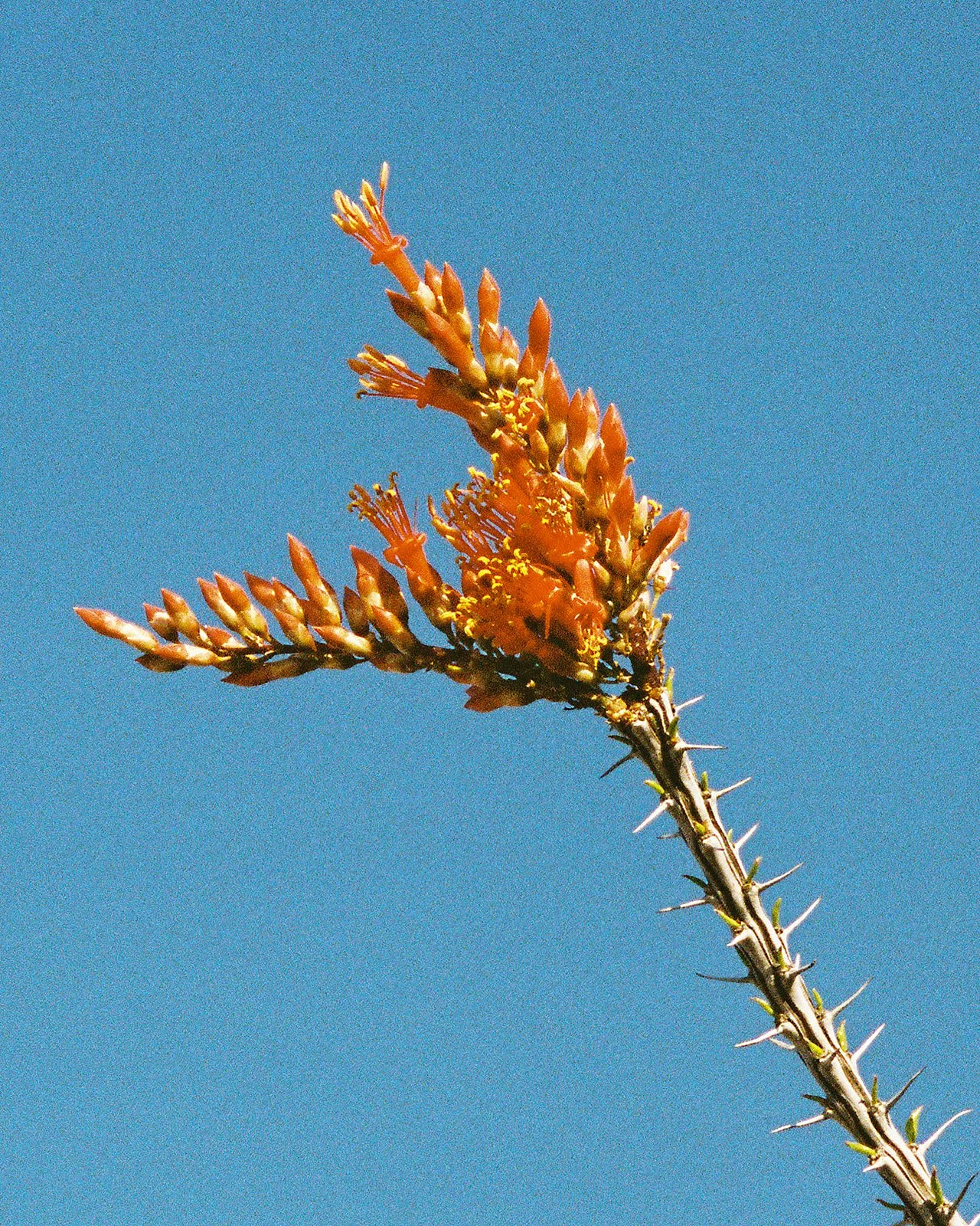 big-bend-national-park-ocotillo-bloom