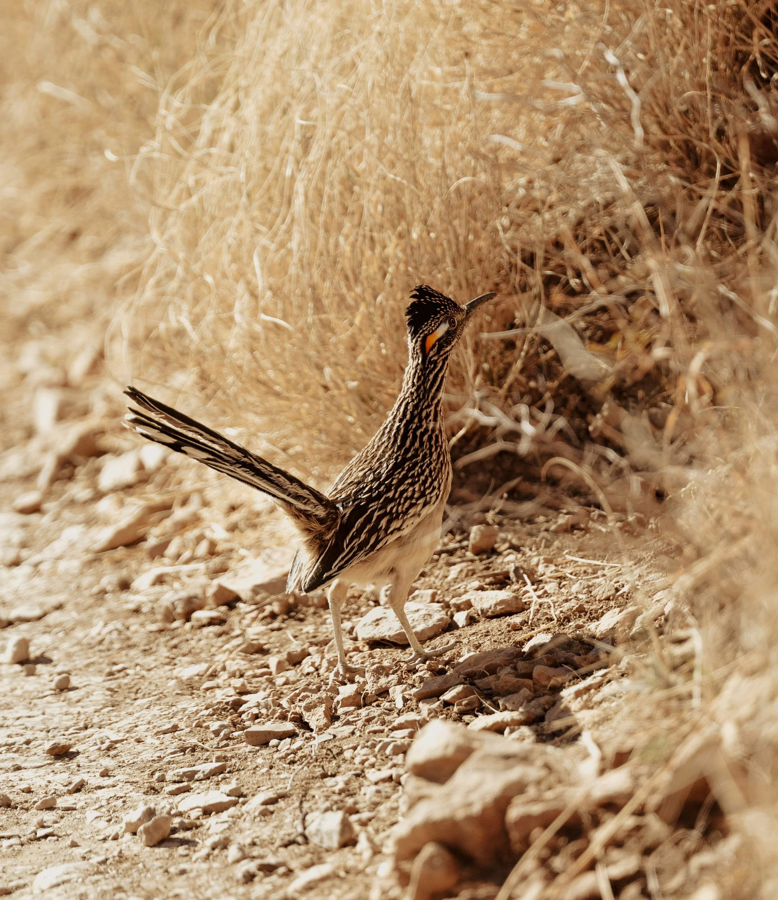 lost-mine-trail-roadrunner