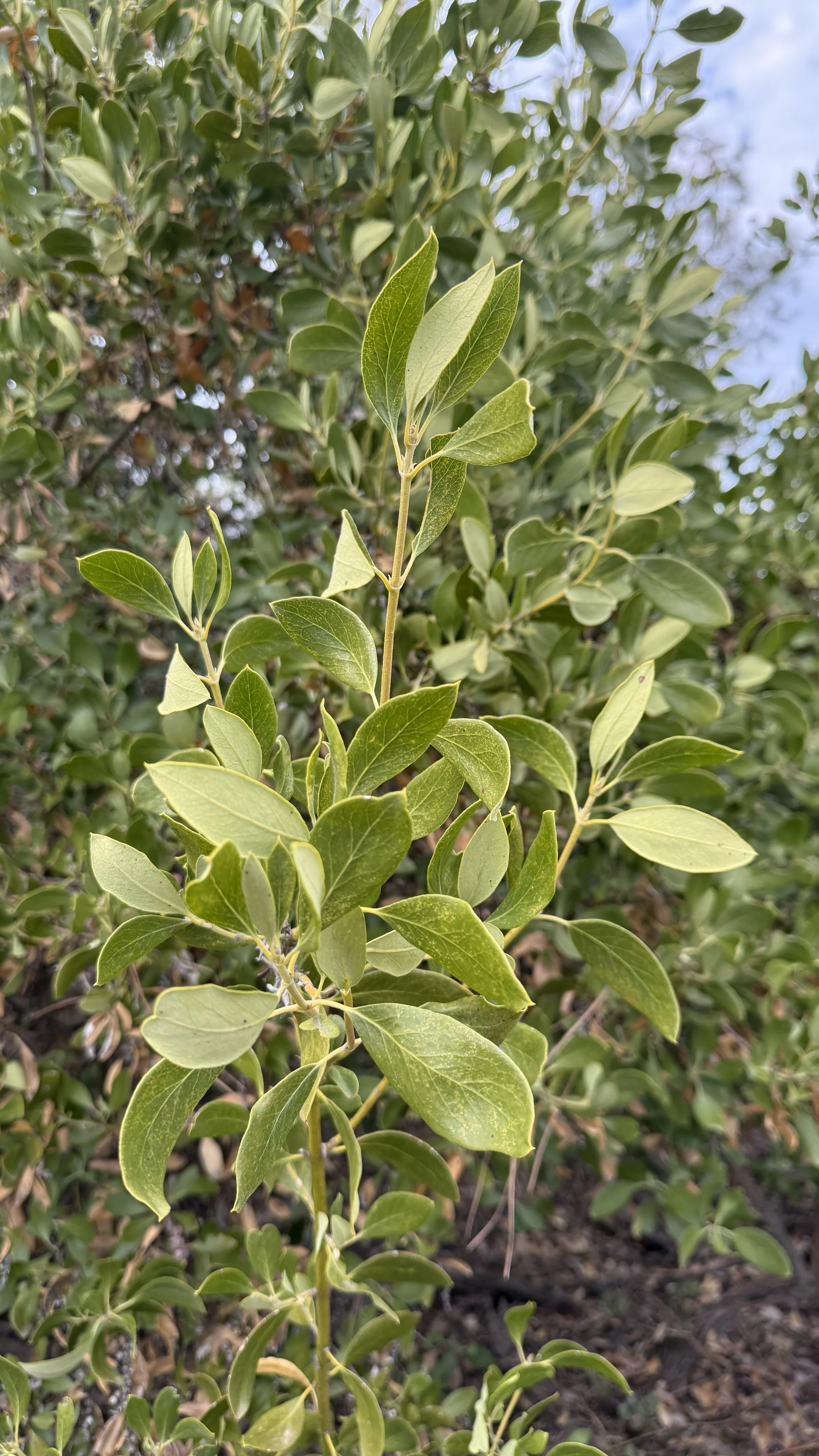 Bearbrush Garrya fremontii, Fremont’s silktassel, Fever bush. Fresh cuts