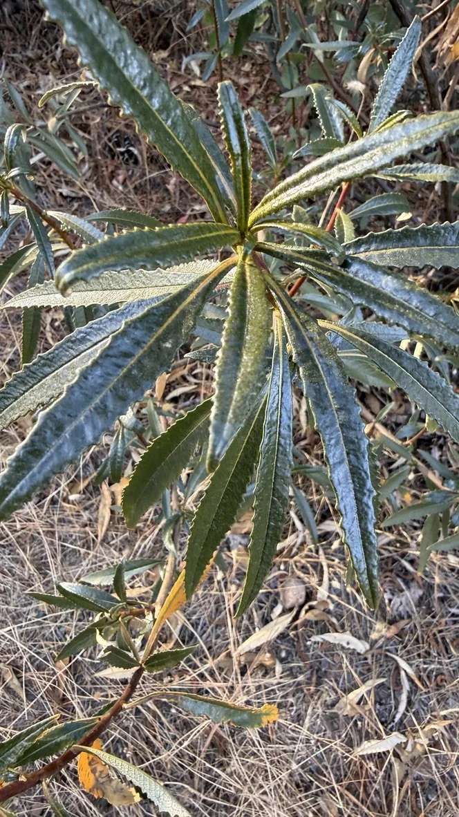 Yerba Santa