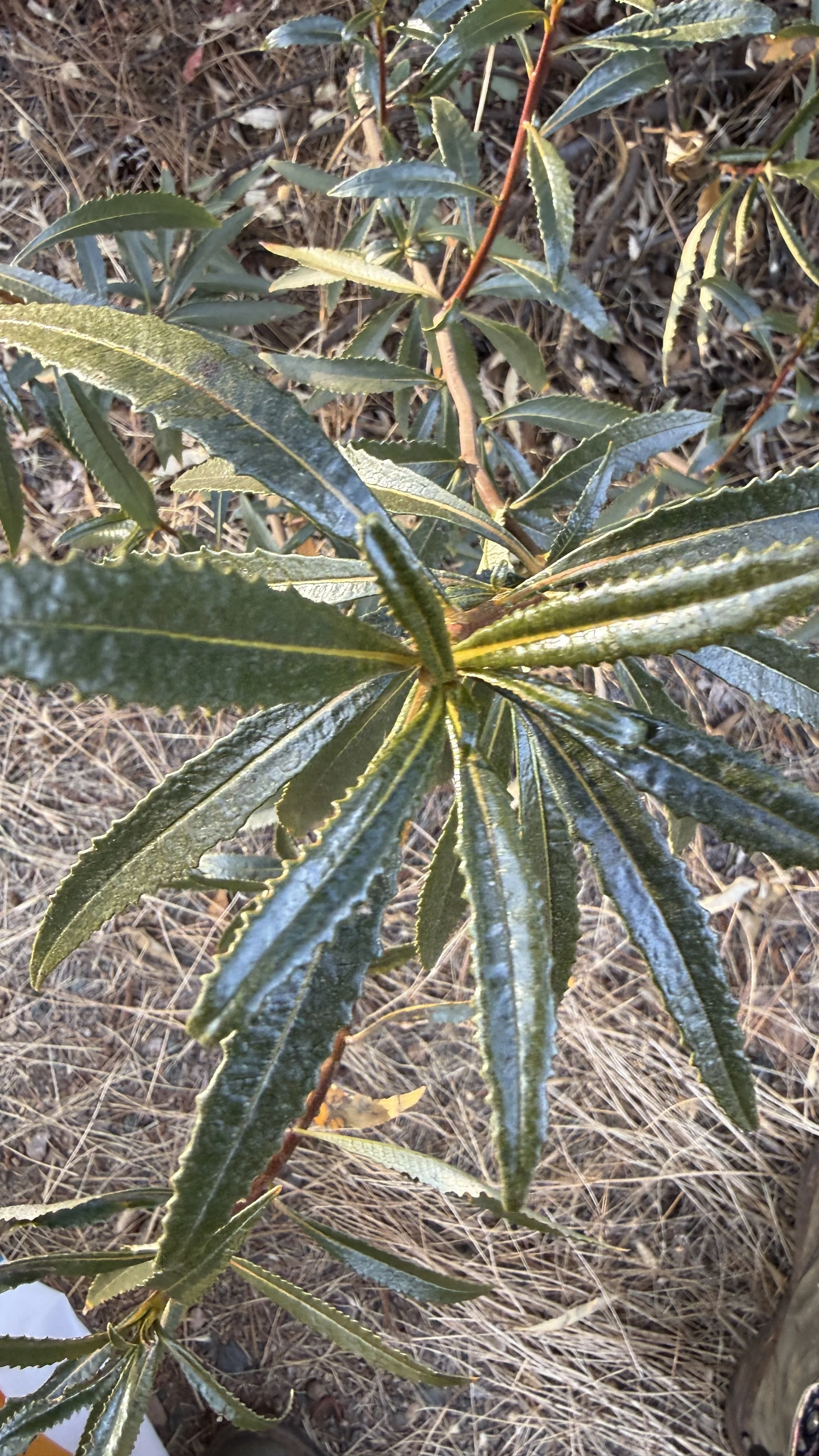 Yerba Santa Sprig