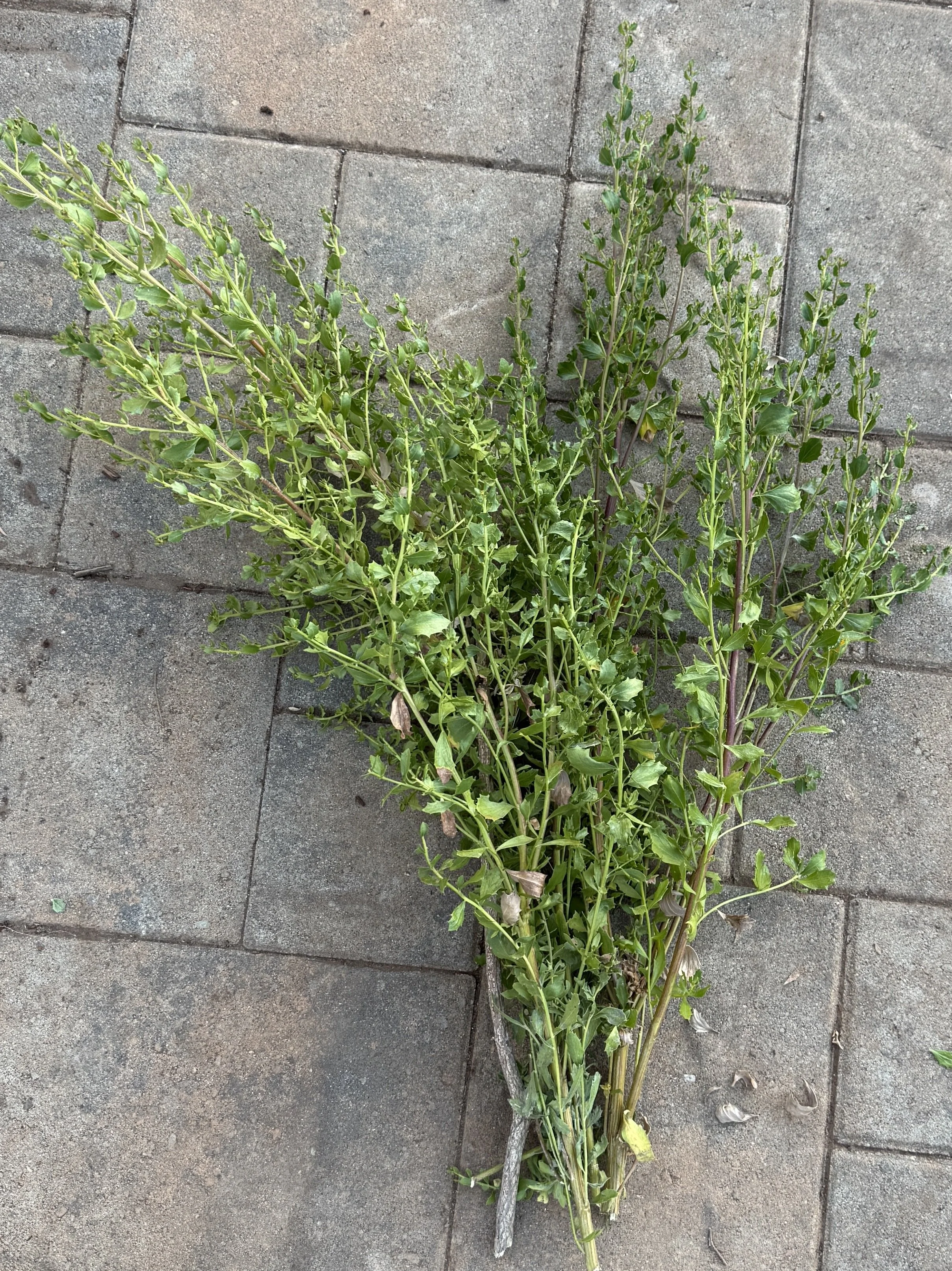 Coyote bush
