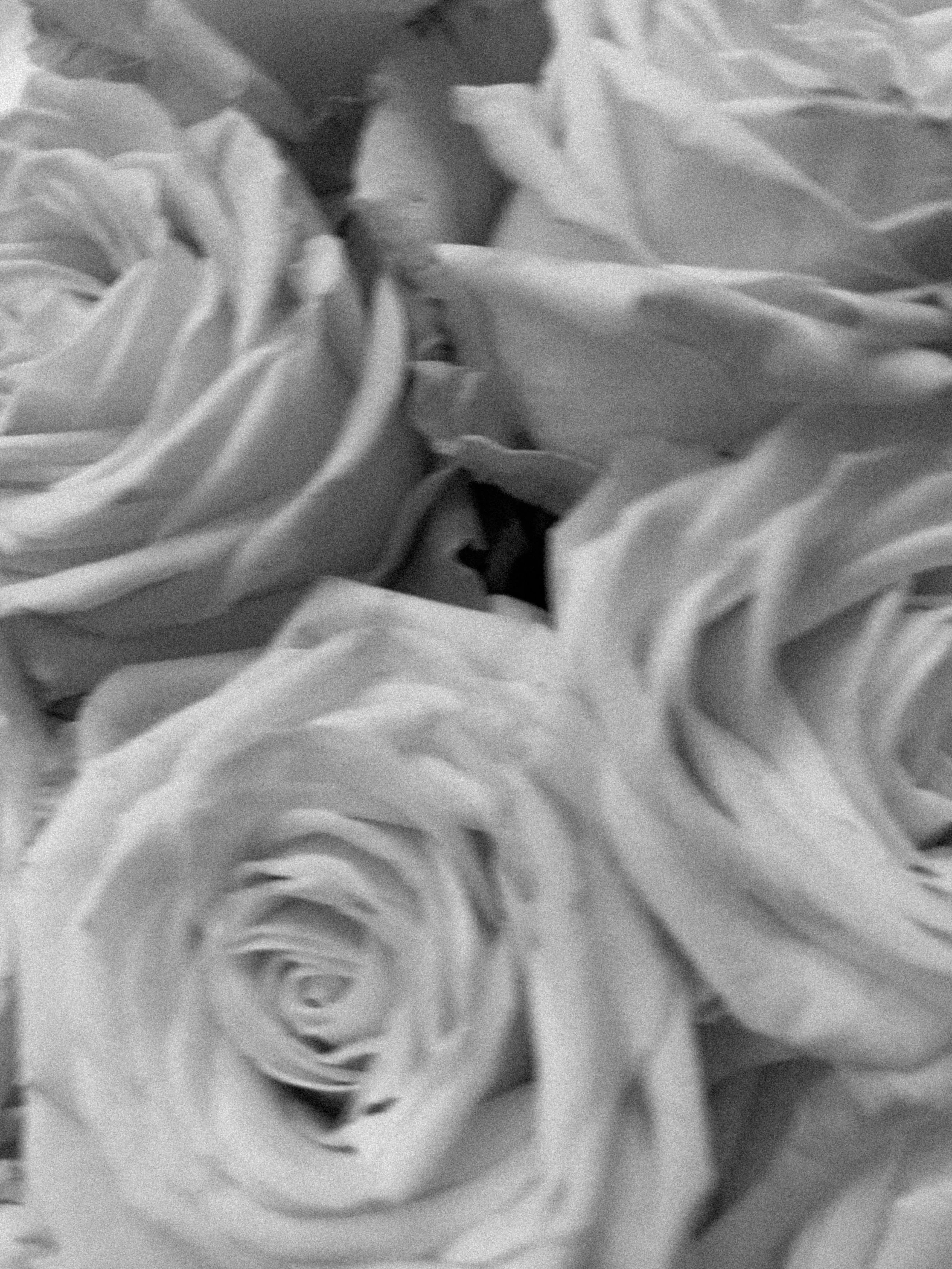 Close-up of a bunch of roses, focused on the flower with its petals arranged in a spiral.