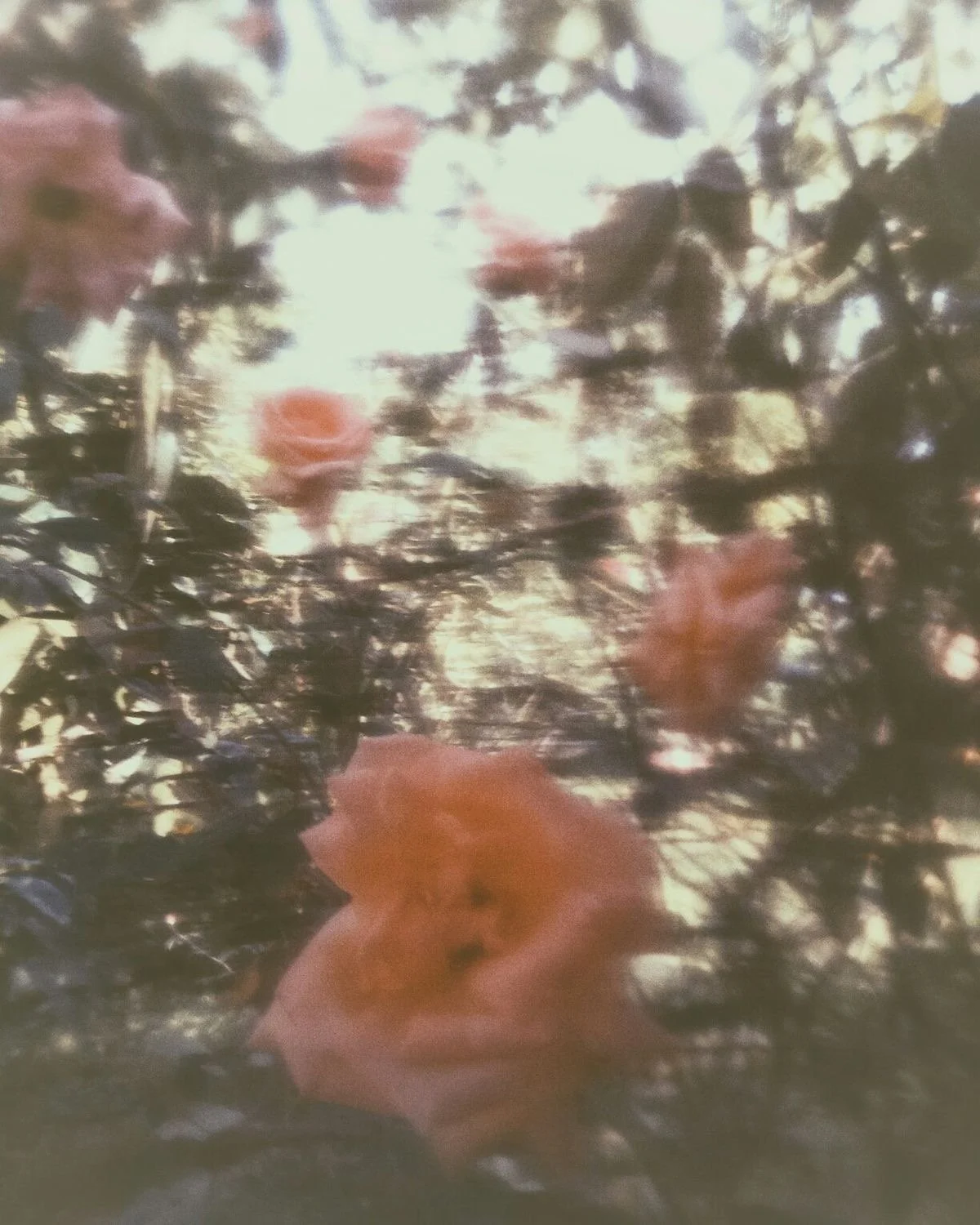 Blurred image of pink roses in a garden with sunlight filtering through trees.