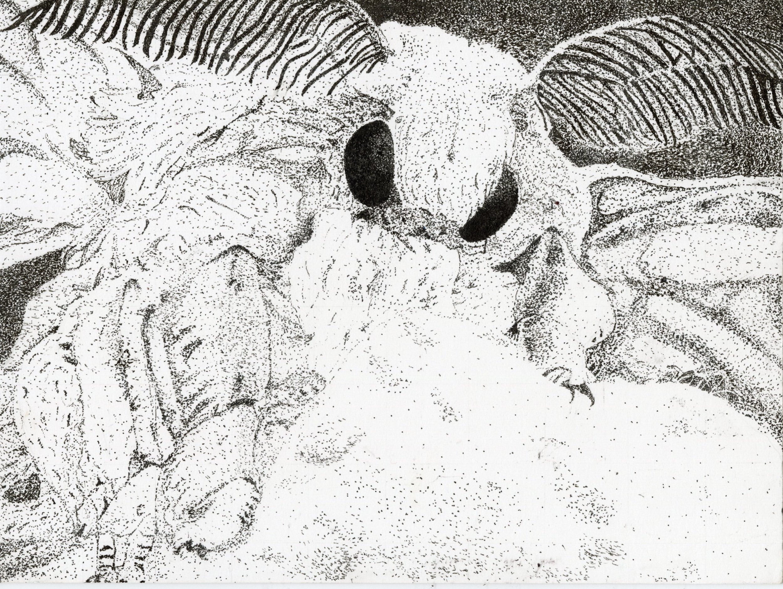 Anmal stipple_TT (1).jpg