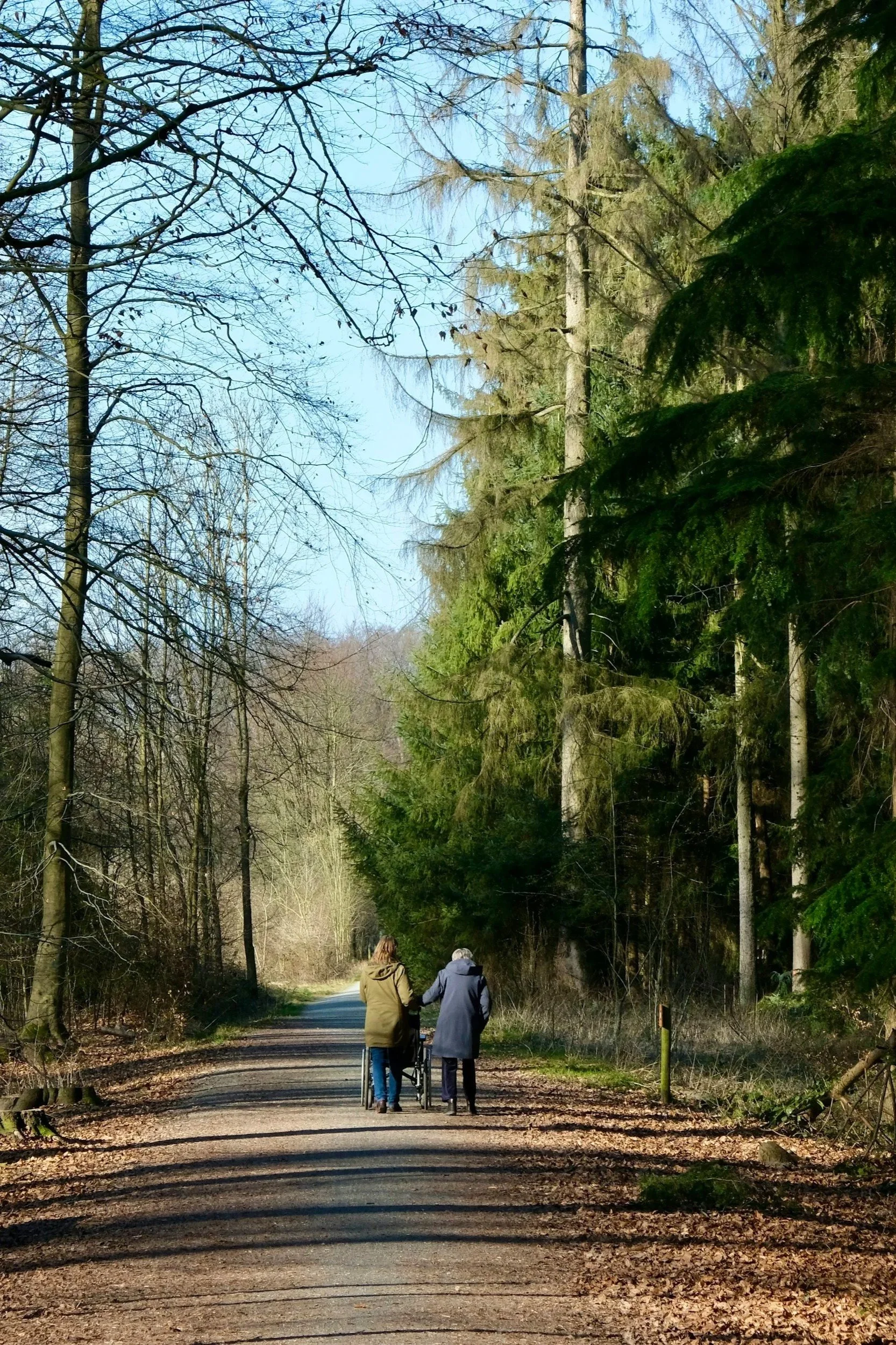Two people walking on a dirt path in a forest, one using a walker, surrounded by tall trees with some bare branches and others with green foliage, under a clear blue sky.