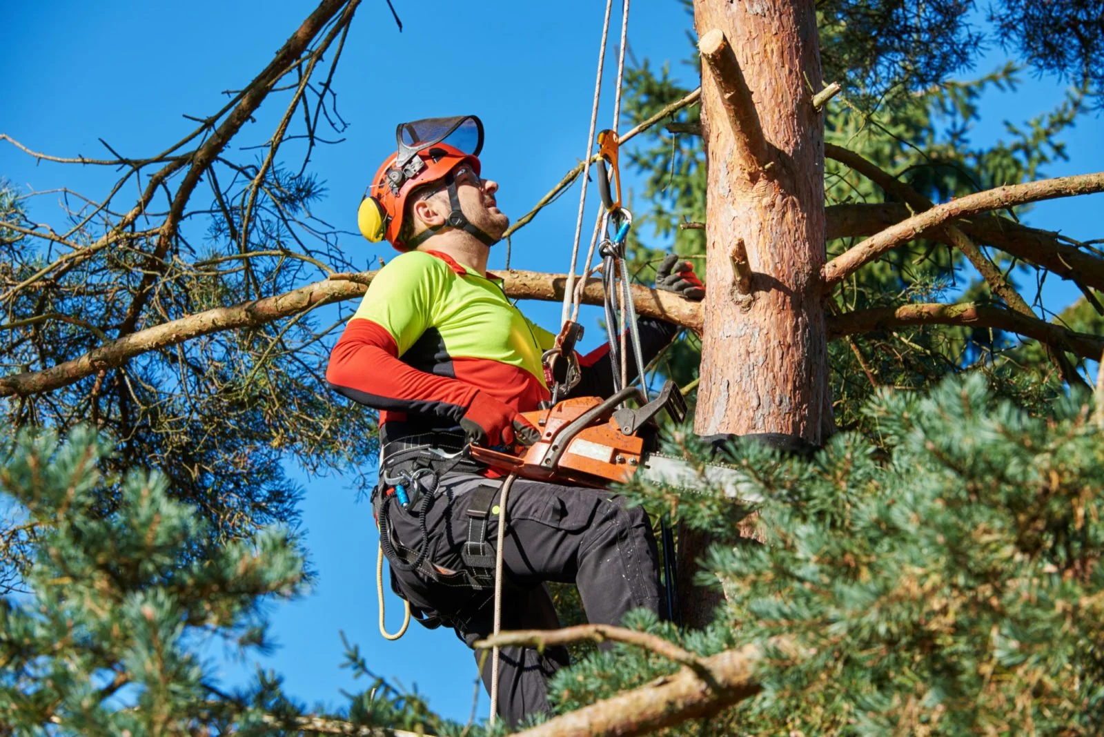 Arborist Consultation