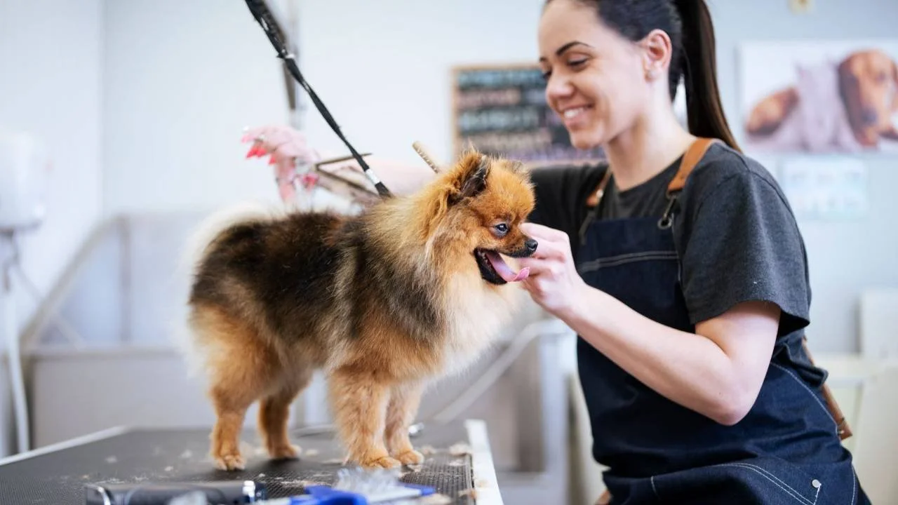 Pet Grooming
