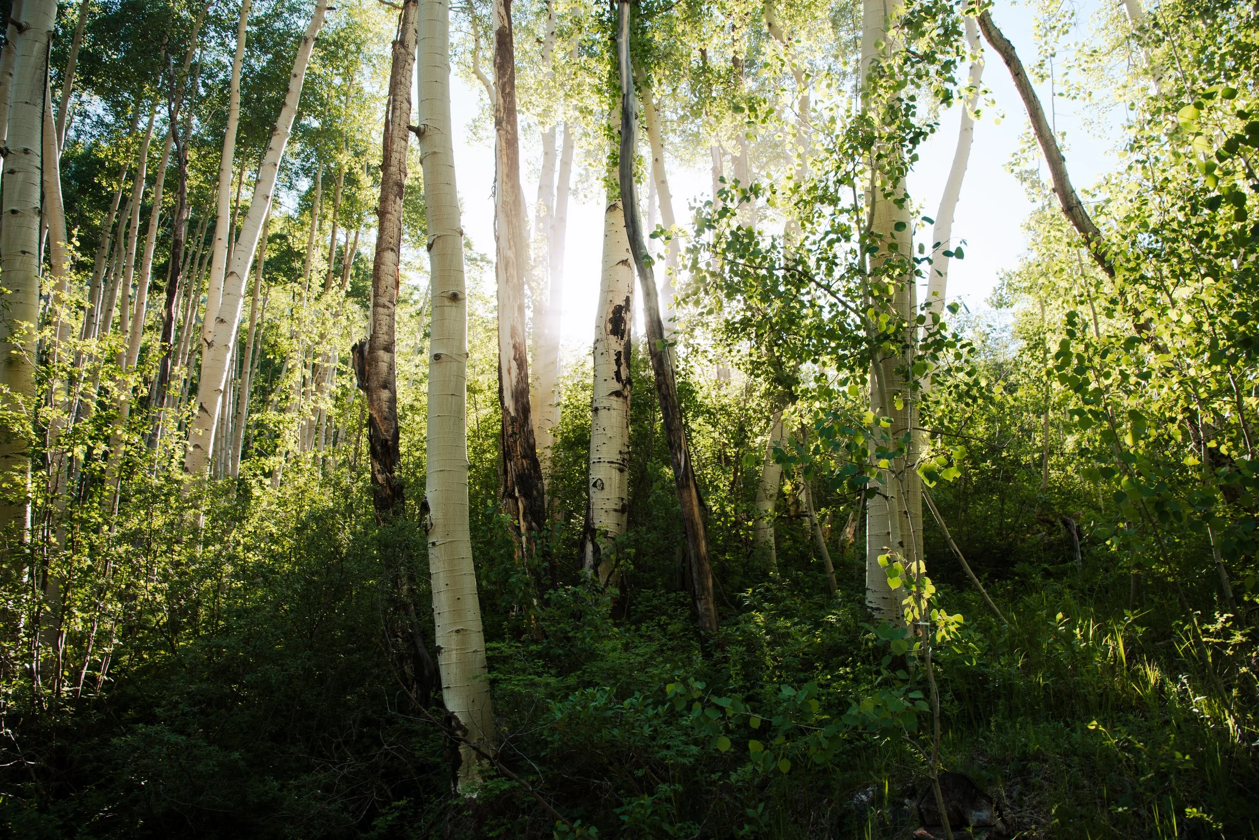 Sunlight filtering through a dense forest of tall, slender aspen trees with green leaves and some dead or burnt trees among the living ones.