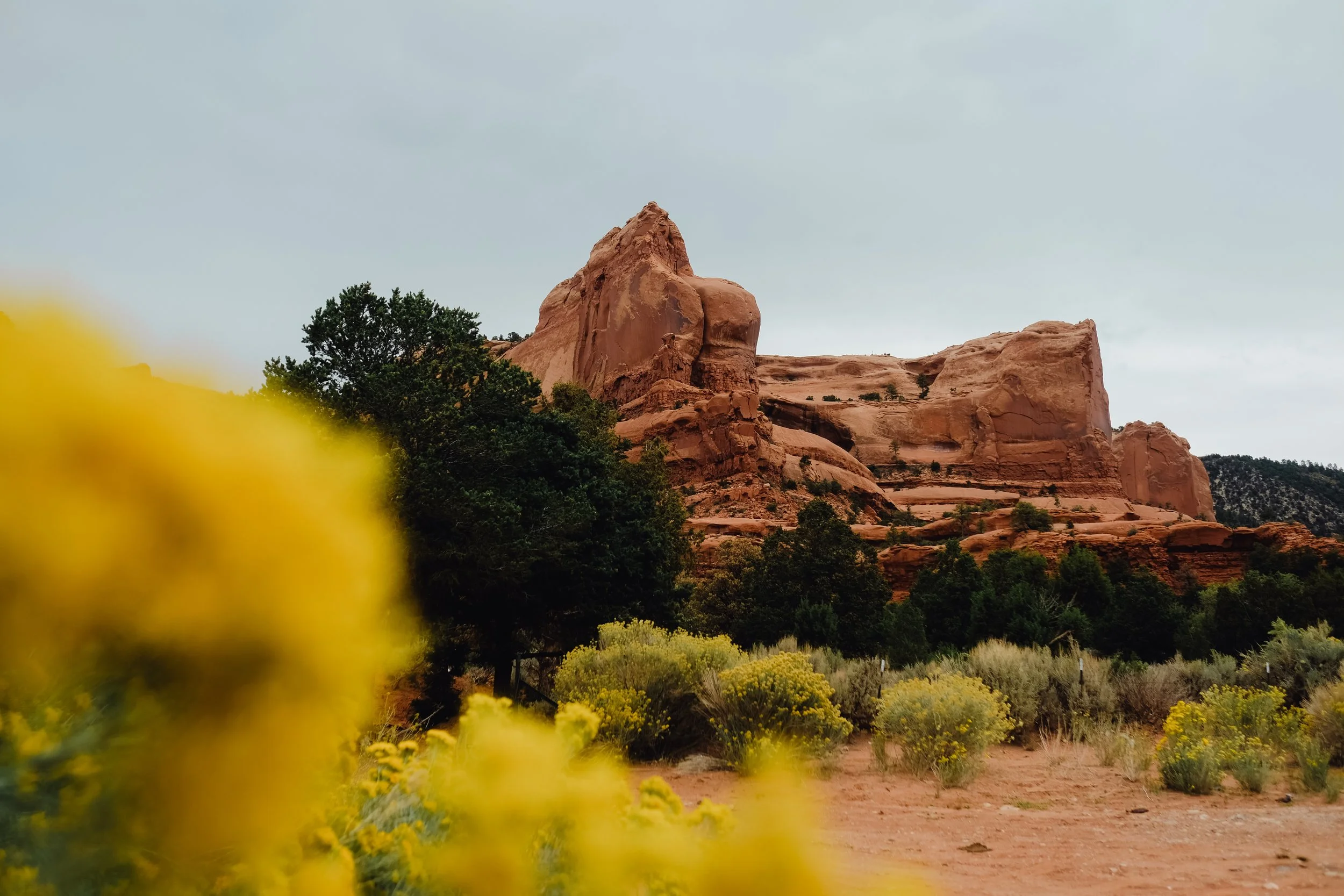 Red rock formations in a desert landscape with yellow flowering bushes and green trees in the foreground, under a cloudy sky.