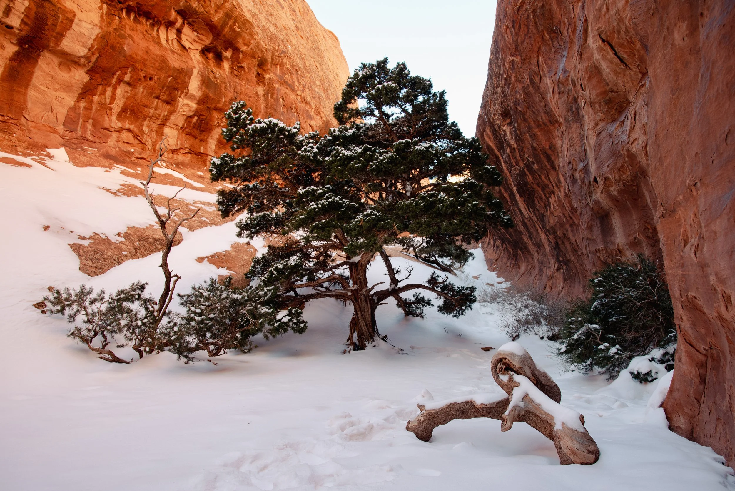 Snow-covered desert landscape with green pine trees and red rock cliffs.