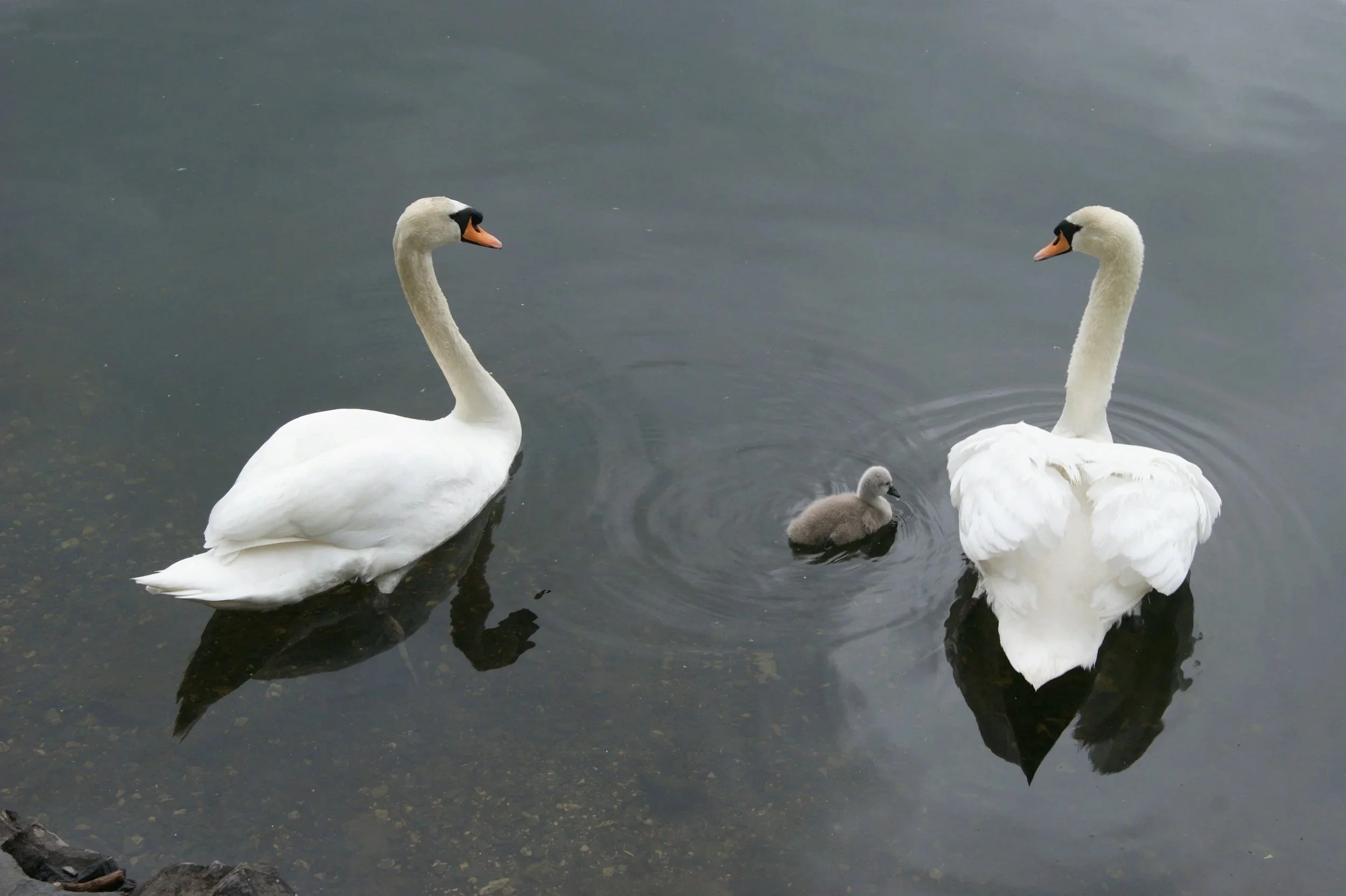 Two adult swans with curved necks and orange beaks swimming in a dark water pond, with a cygnet duckling between them. The family swims together.
