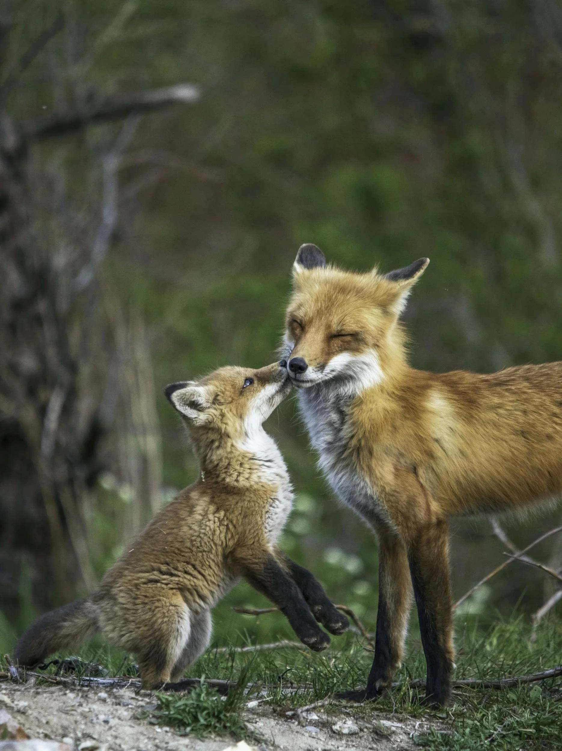 A fox kit with a light brown coat nuzzles the face of a larger fox, possibly its mother, with a darker coat, in a green forest setting.