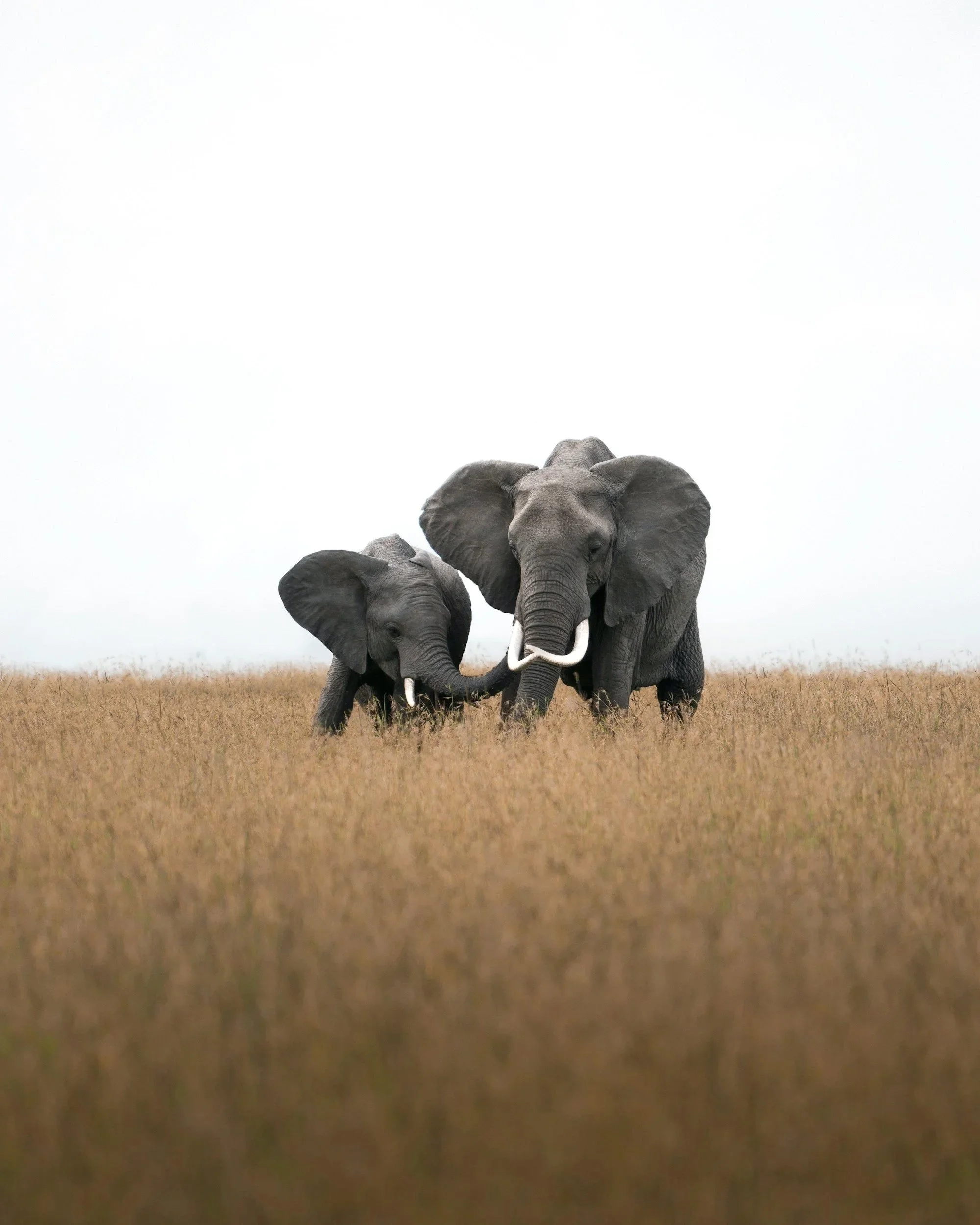 A mother and baby elephant standing together in a grassy plain, viewed from a low perspective with a white sky background.