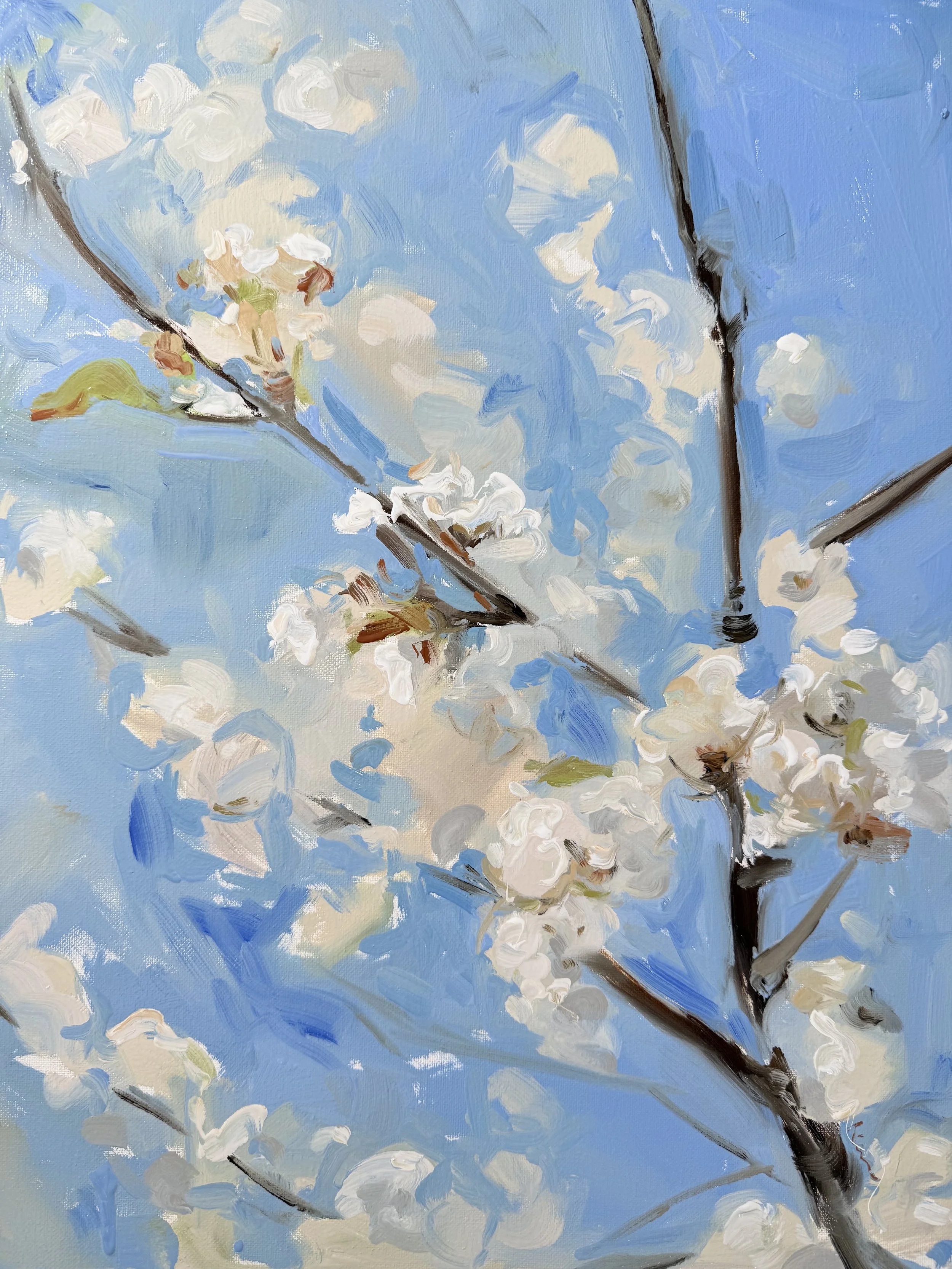 Close-up of blooming white flowers on tree branches against a blue sky, painted in an impressionistic style.