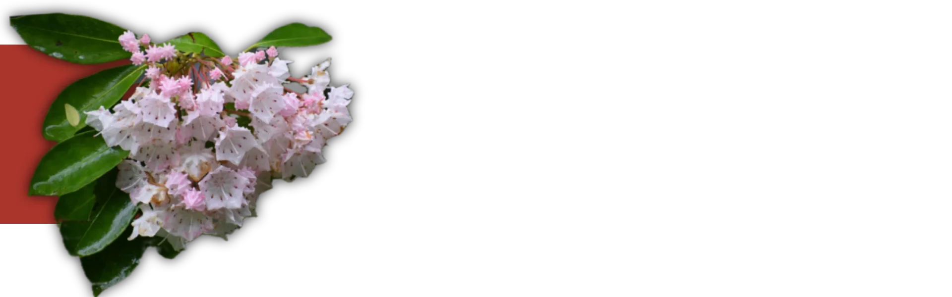 State flower is the Mountain Laurel, representing ESWA's environmental practices.