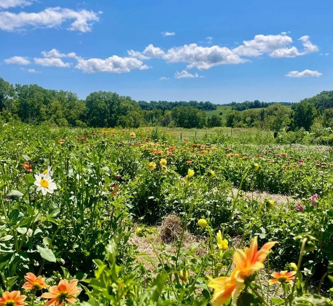 Field of flowers
