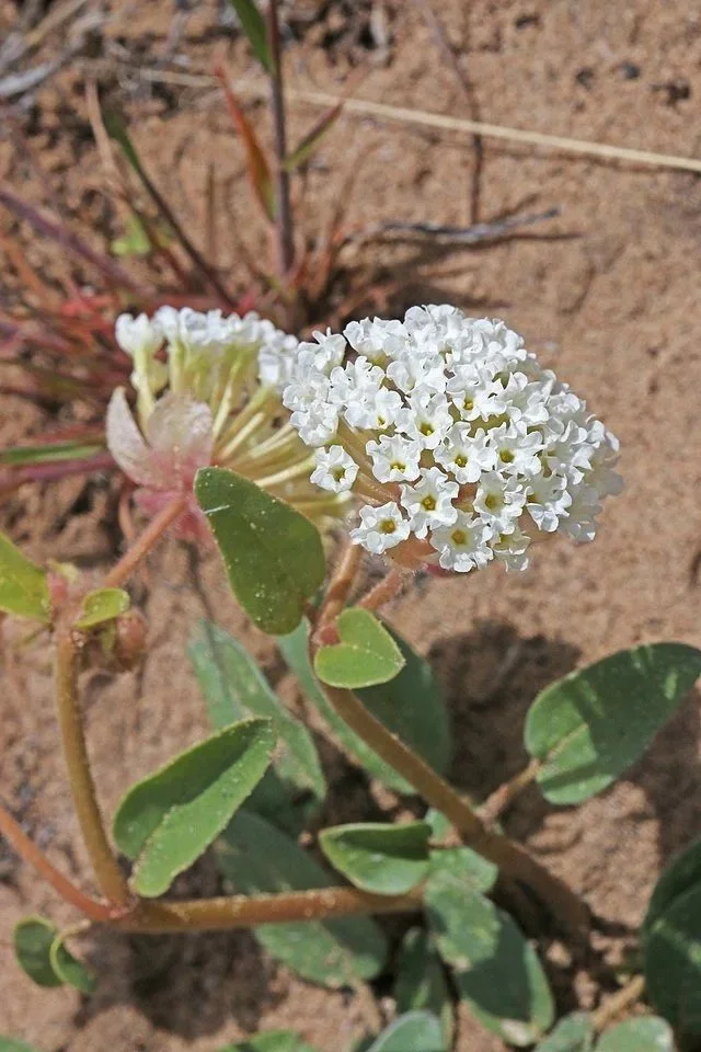 Abronia fragrans - Sweet Sand Verbena