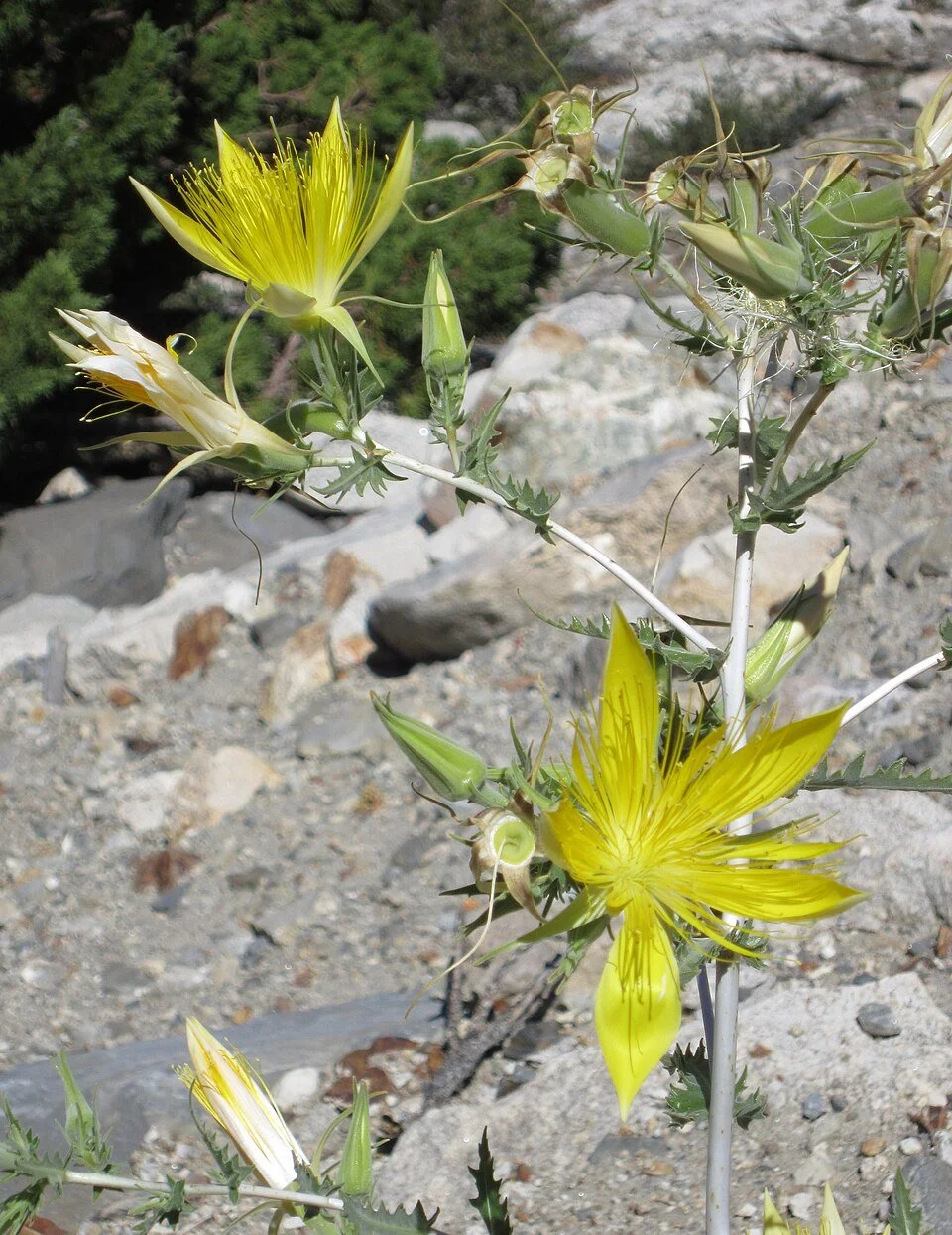 Blazing_star_Mentzelia_laevicaulis.jpg