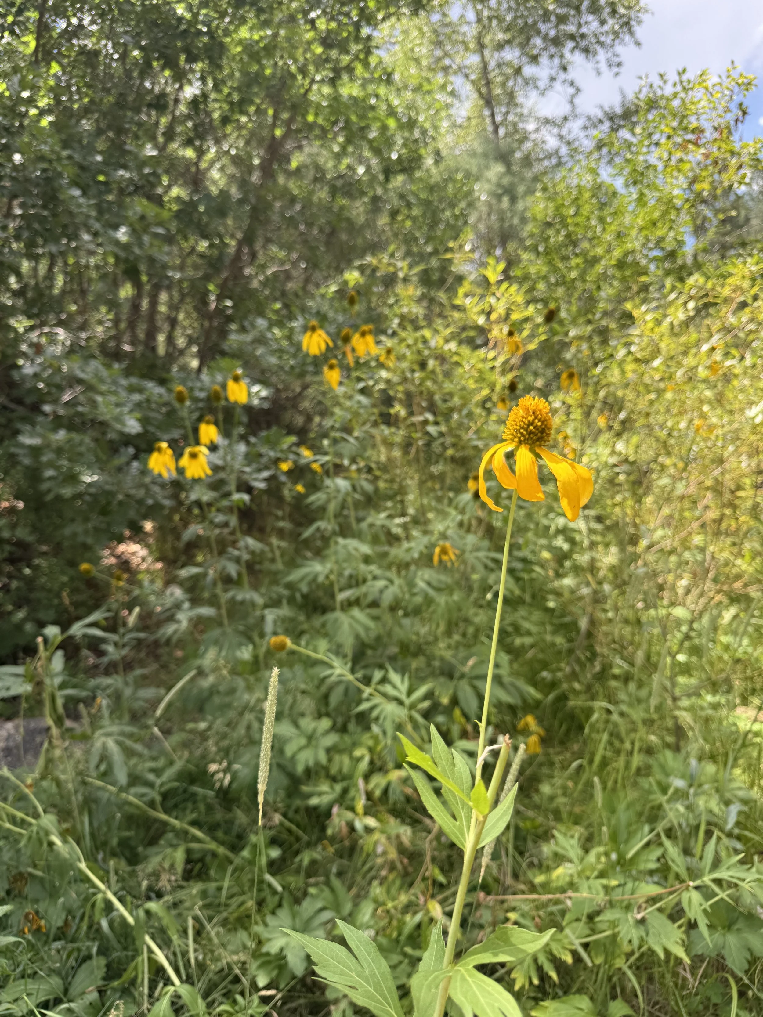 cutleafconeflower1.jpg