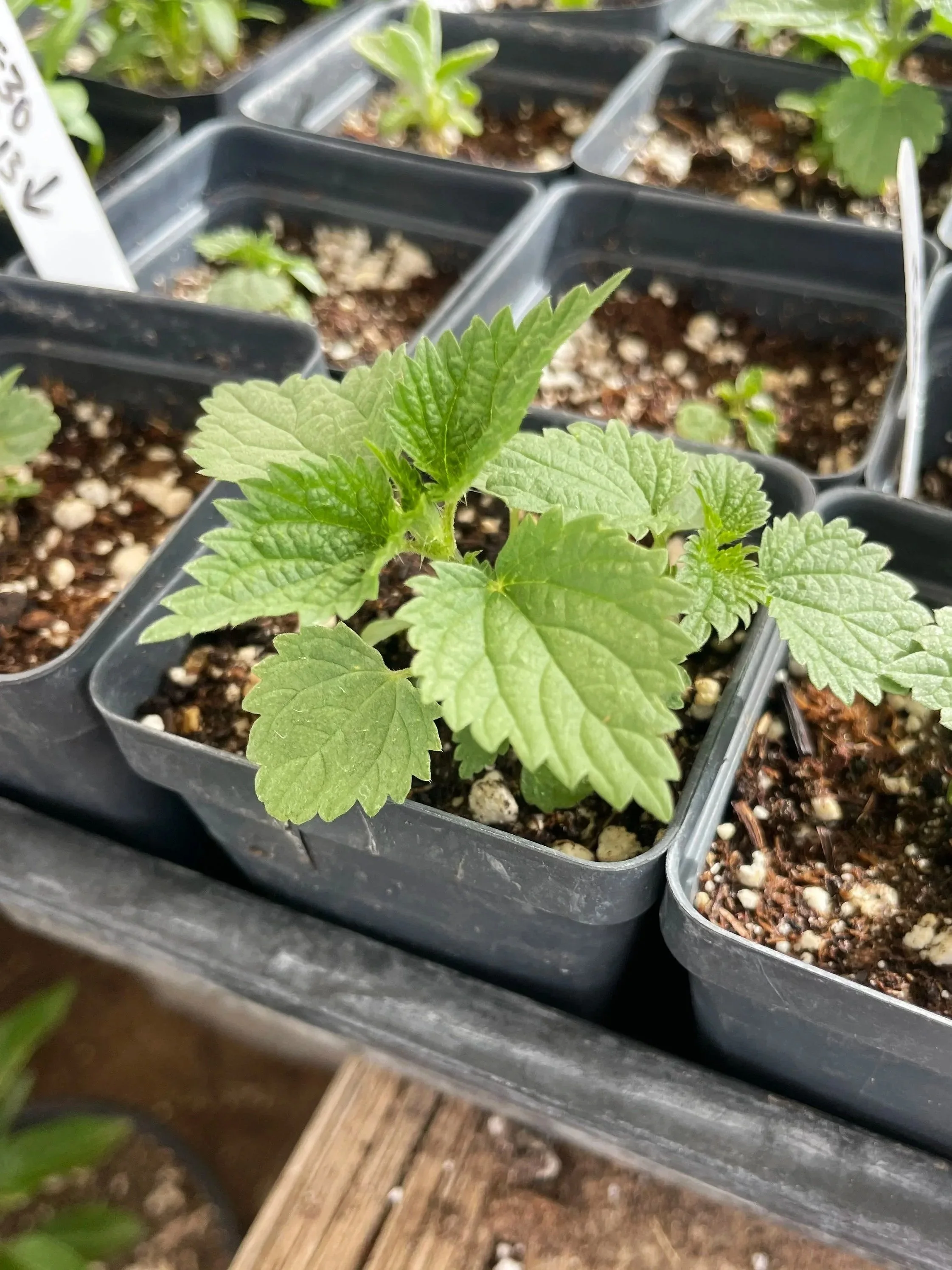 nettles.jpg