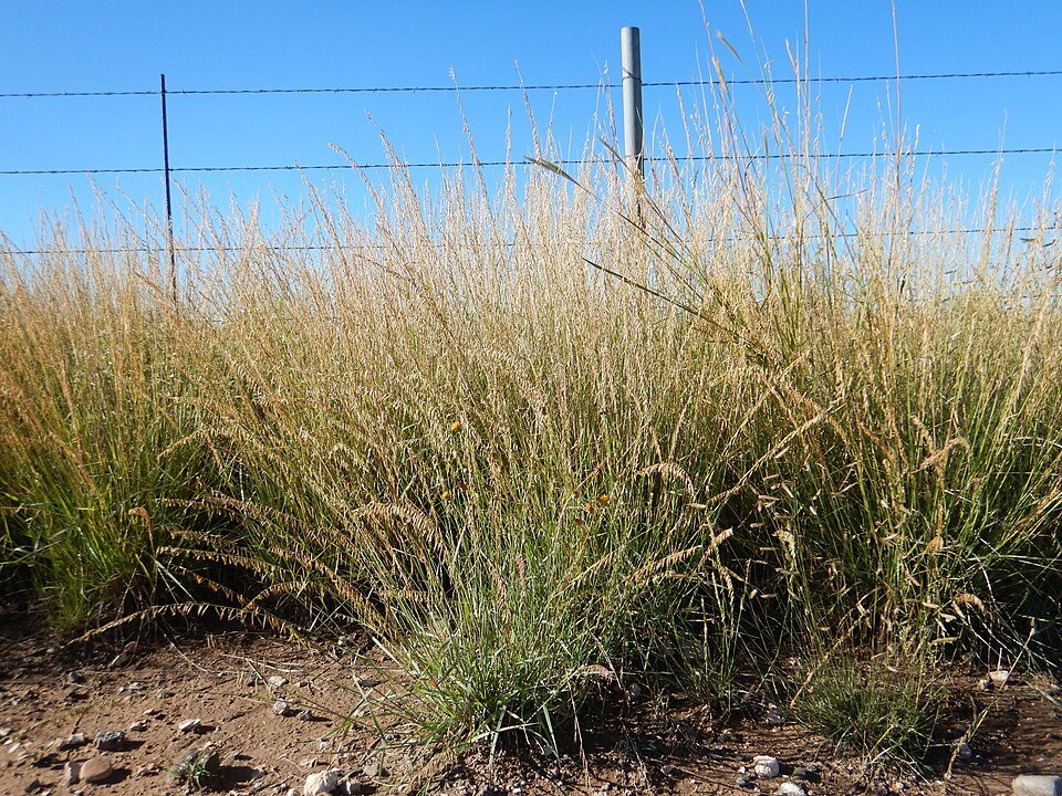 Bouteloua_curtipendula_-_sideoats_grama_-_Flickr_-_Matt_Lavin_(4).jpg