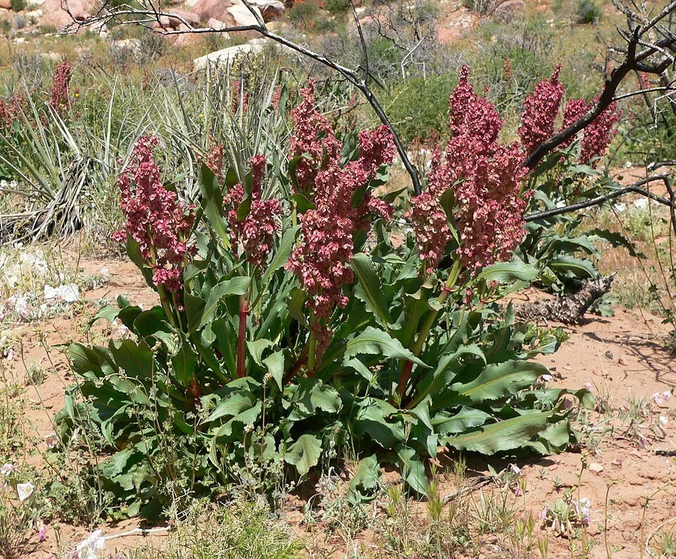 Rumex hymenosepalus — Sand Dock