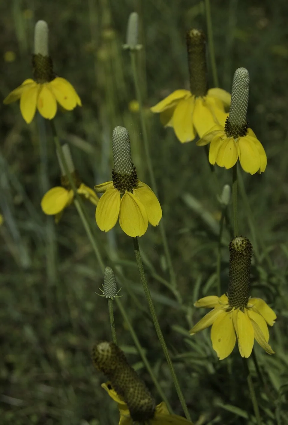 Ratibida columnifera — Mexican Hat
