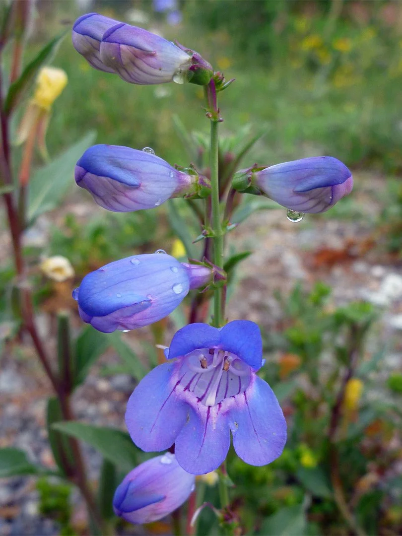 Penstemon virgatus — Wandbloom Penstemon