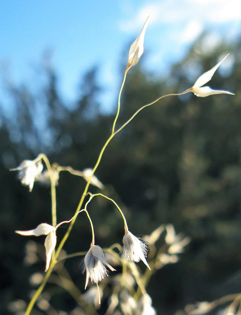 ricegrass.jpg
