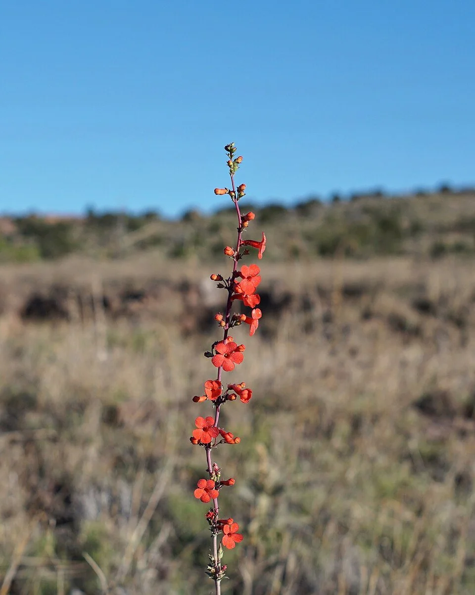 Penstemon superbus — Superb Penstemon