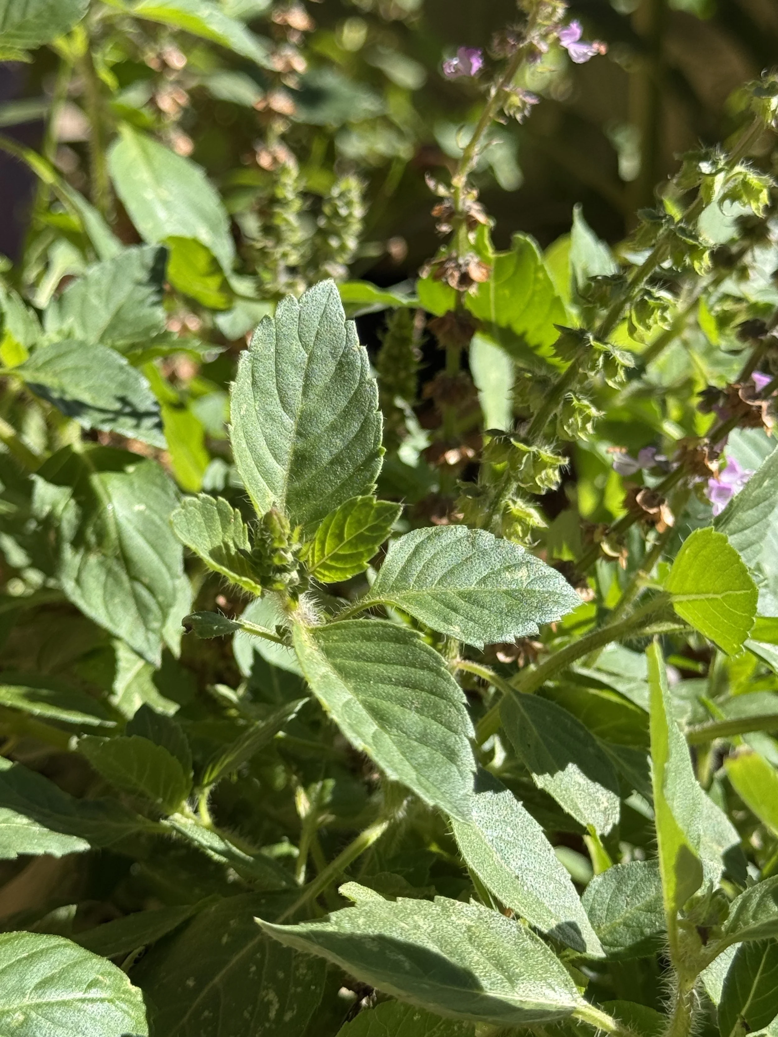 Ocimum africanum — Temperate Tulsi