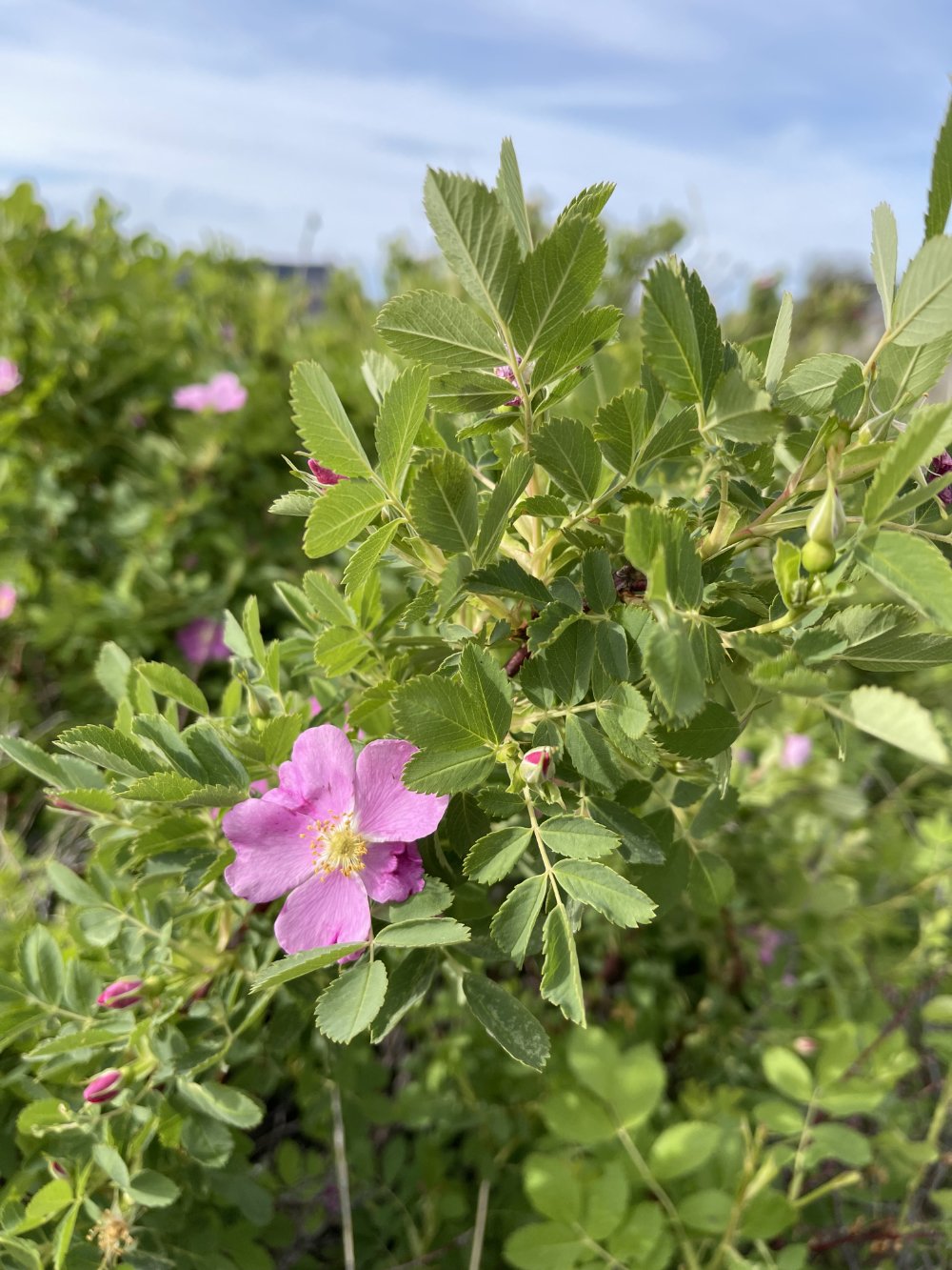 Rosa woodsii — Woods’ Rose