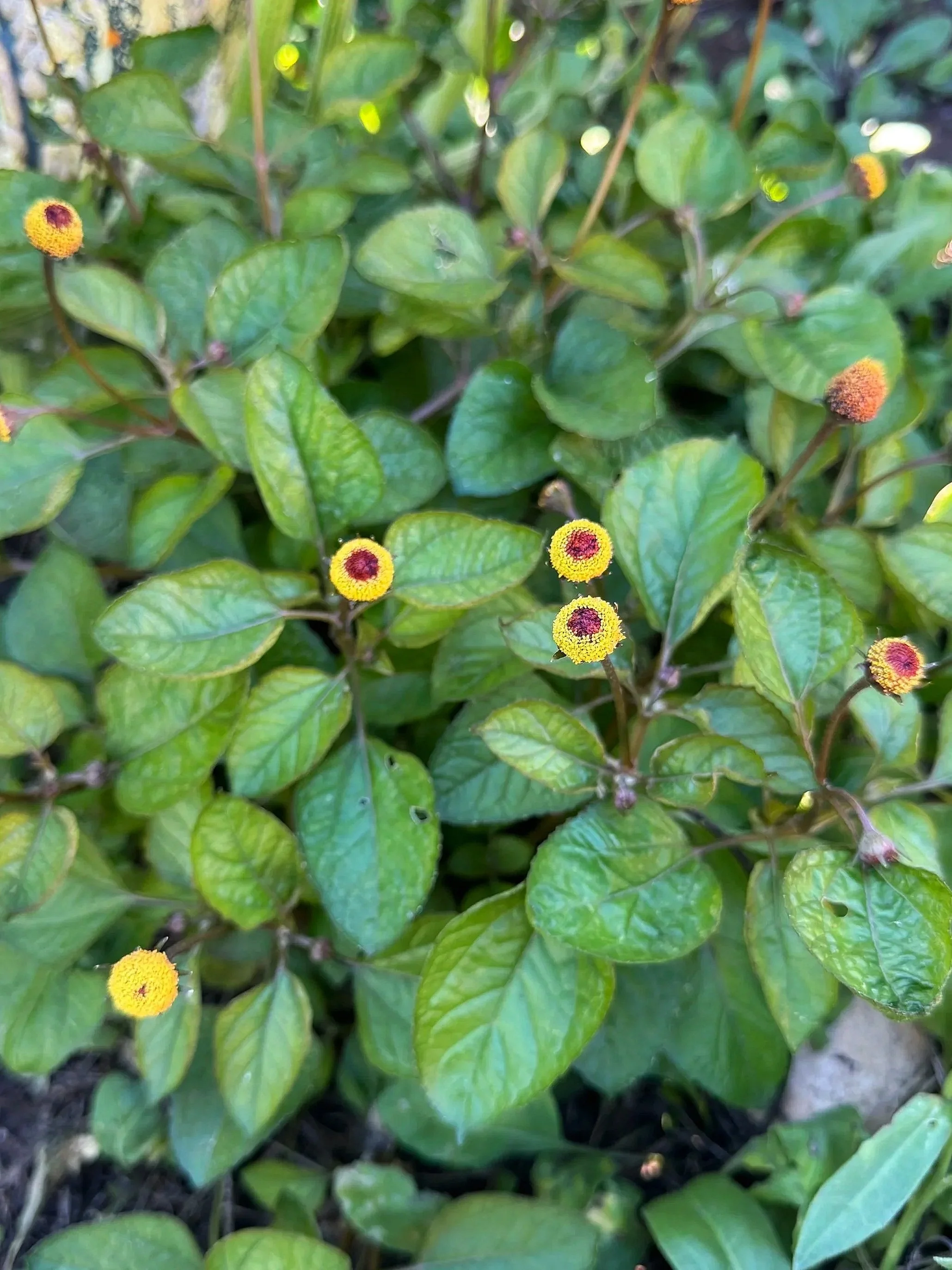 spilanthes.jpg