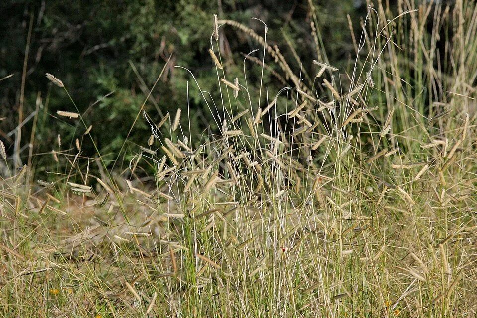 Bouteloua gracilis — Blue Grama