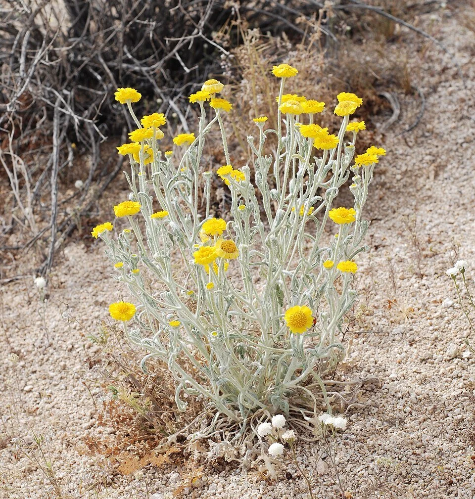 Baileya multiradiata — Desert Marigold