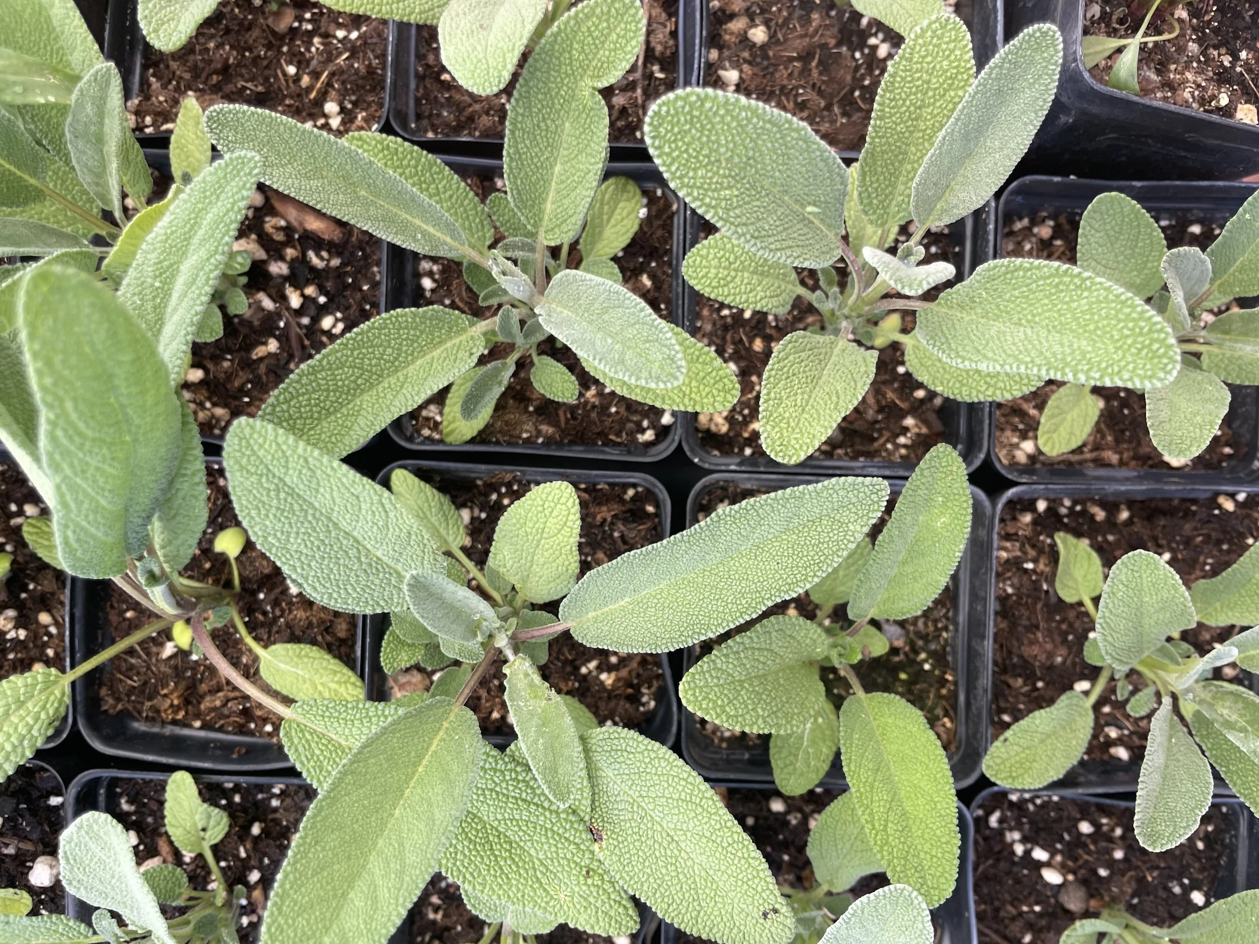 Salvia officinalis — Garden Sage