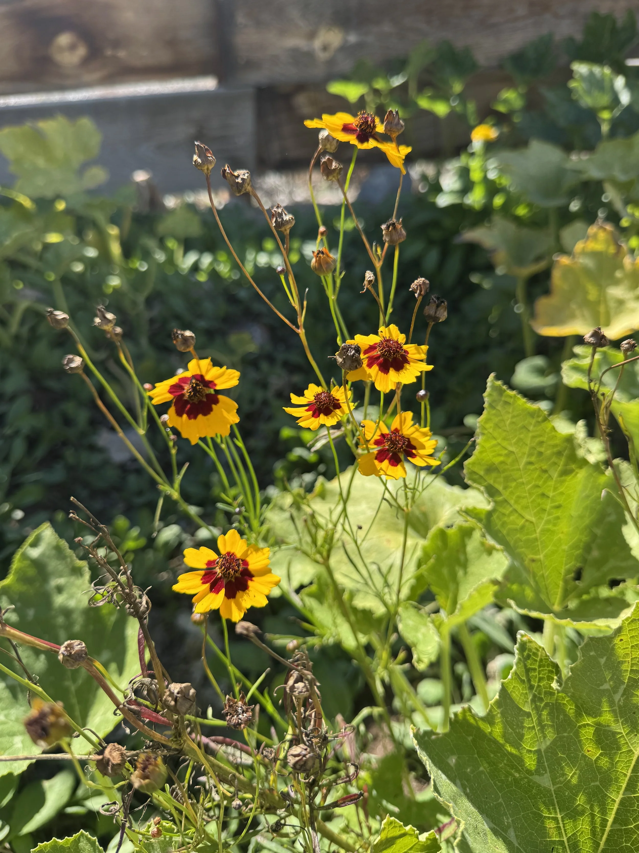 Coreopsis tinctoria – Plains Coreopsis