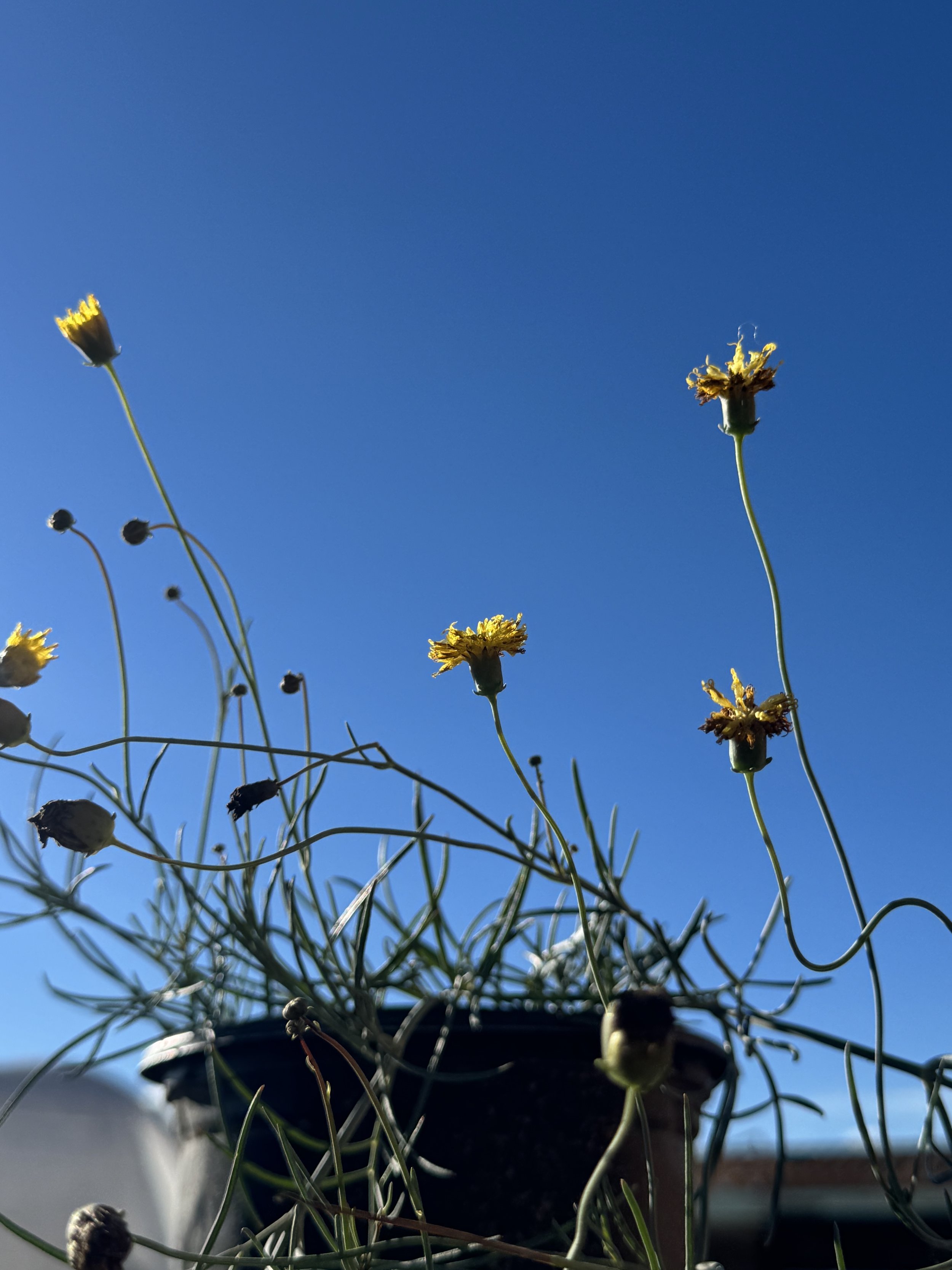 Thelesperma megapotamicum — Cota