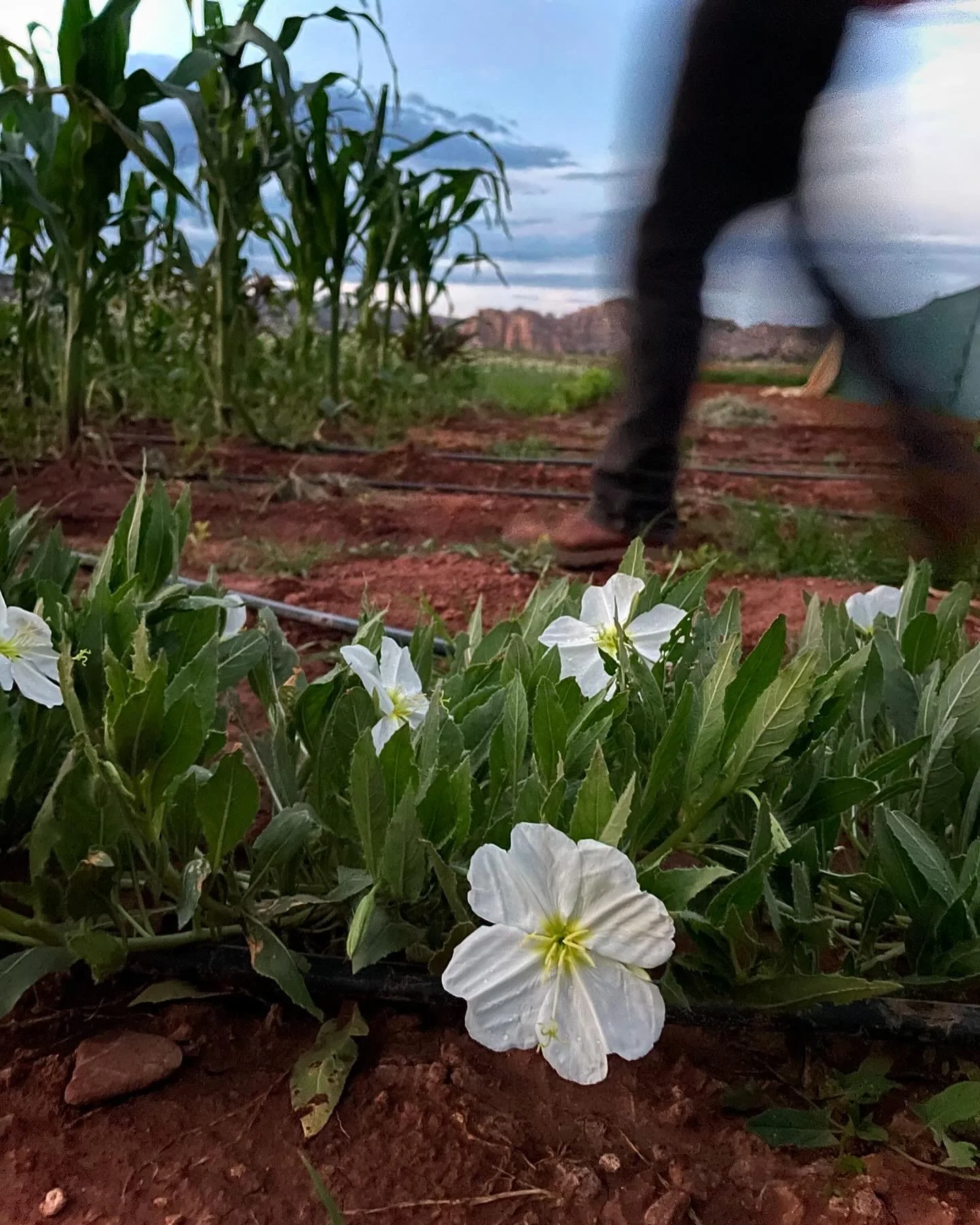Oenothera pallida — Pale Evening Primrose