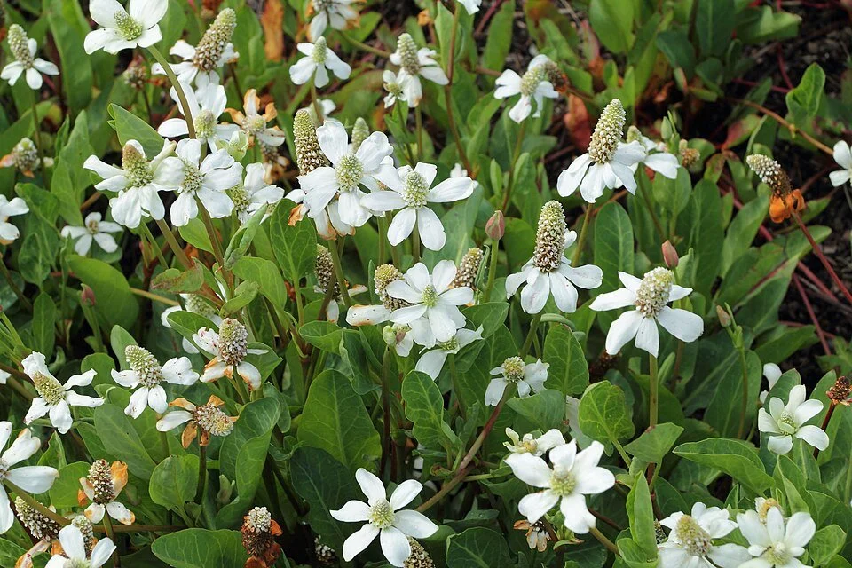 Anemopsis californica — Yerba Mansa