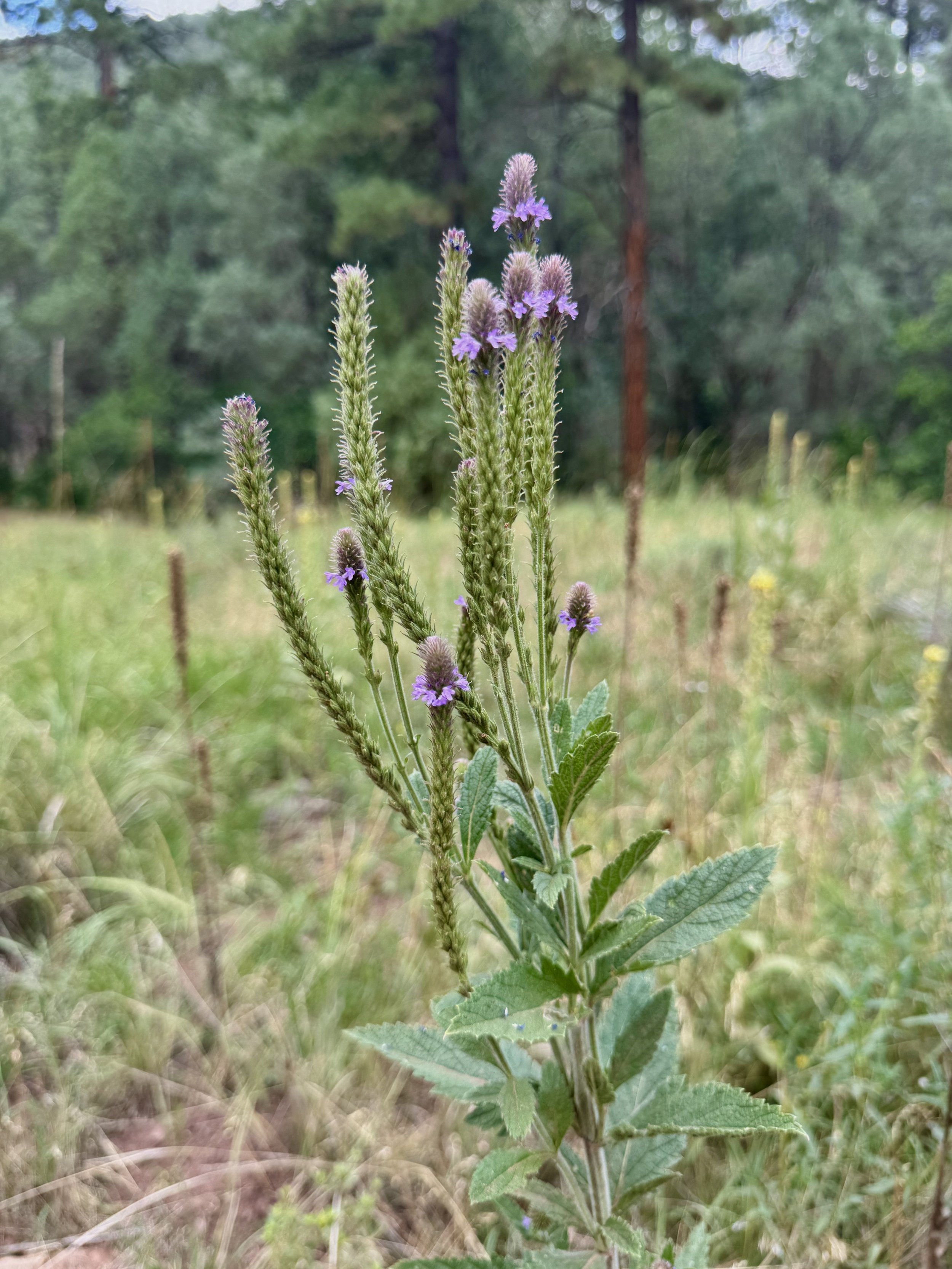 Verbena macdougalii — Spike Verbena