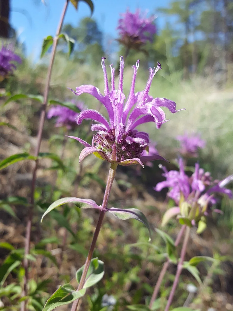 Monarda fistulosa var. menthifolia — Mintleaf Beebalm
