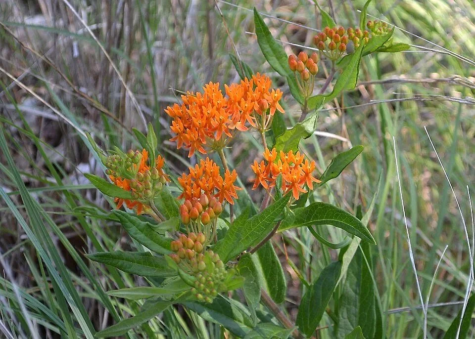 ButterflyWeed061015c.jpg