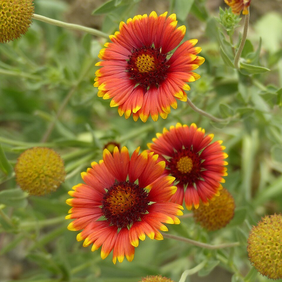 Gaillardia — Blanketflower