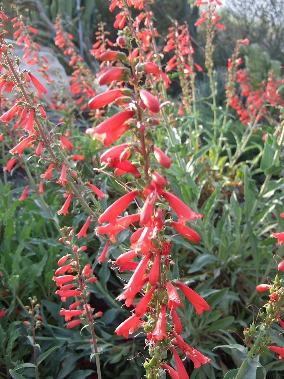 Penstemon barbatus — Scarlet Bugler