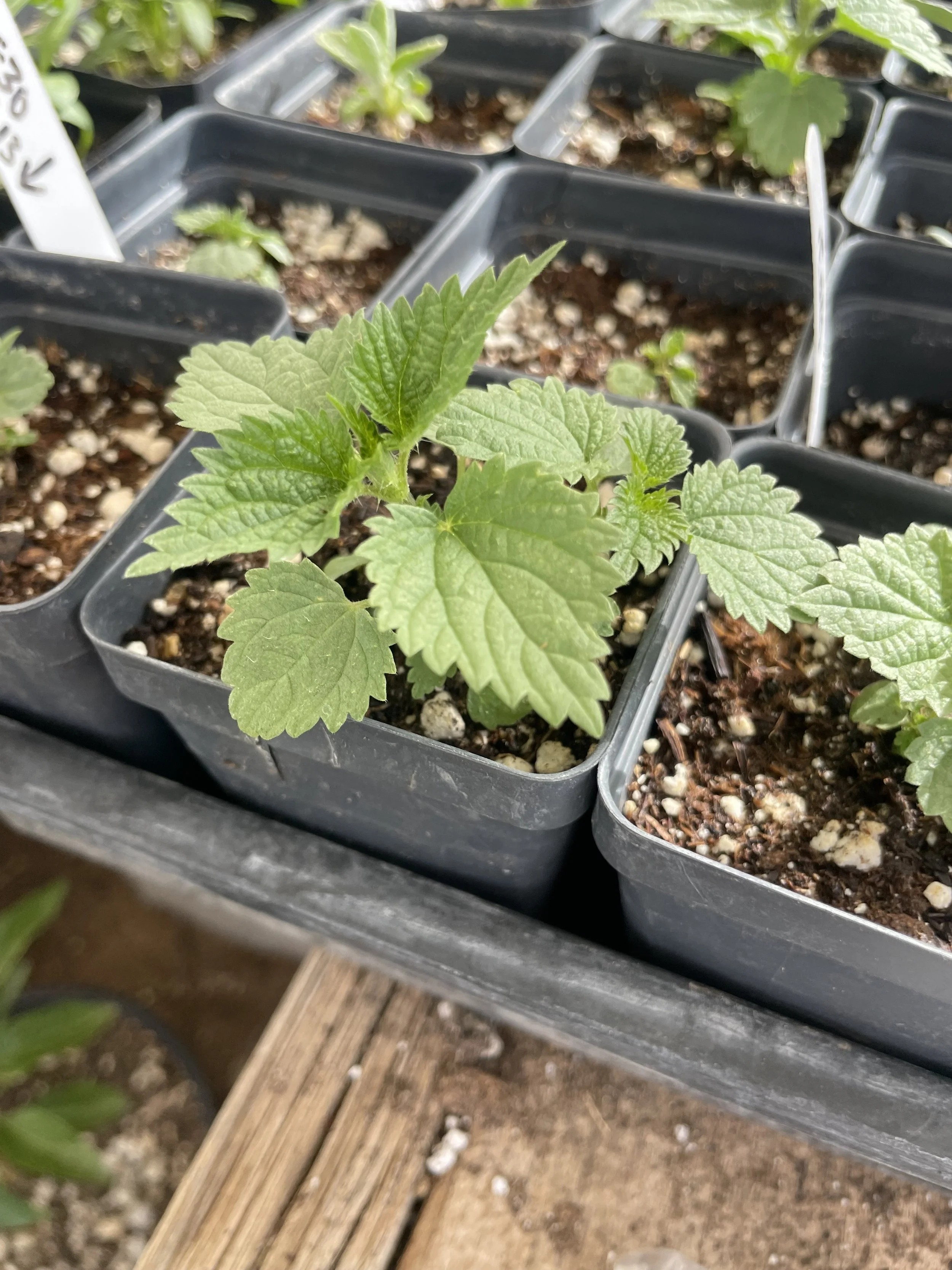 Urtica dioica — Stinging Nettles