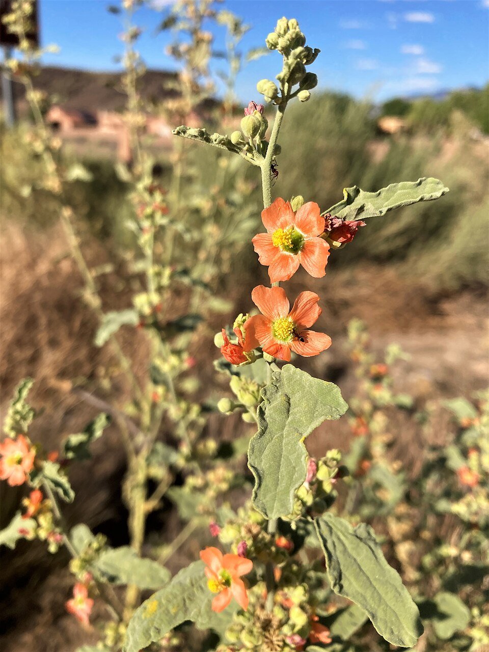Sphaeralcea coccinea — Scarlet Globemallow